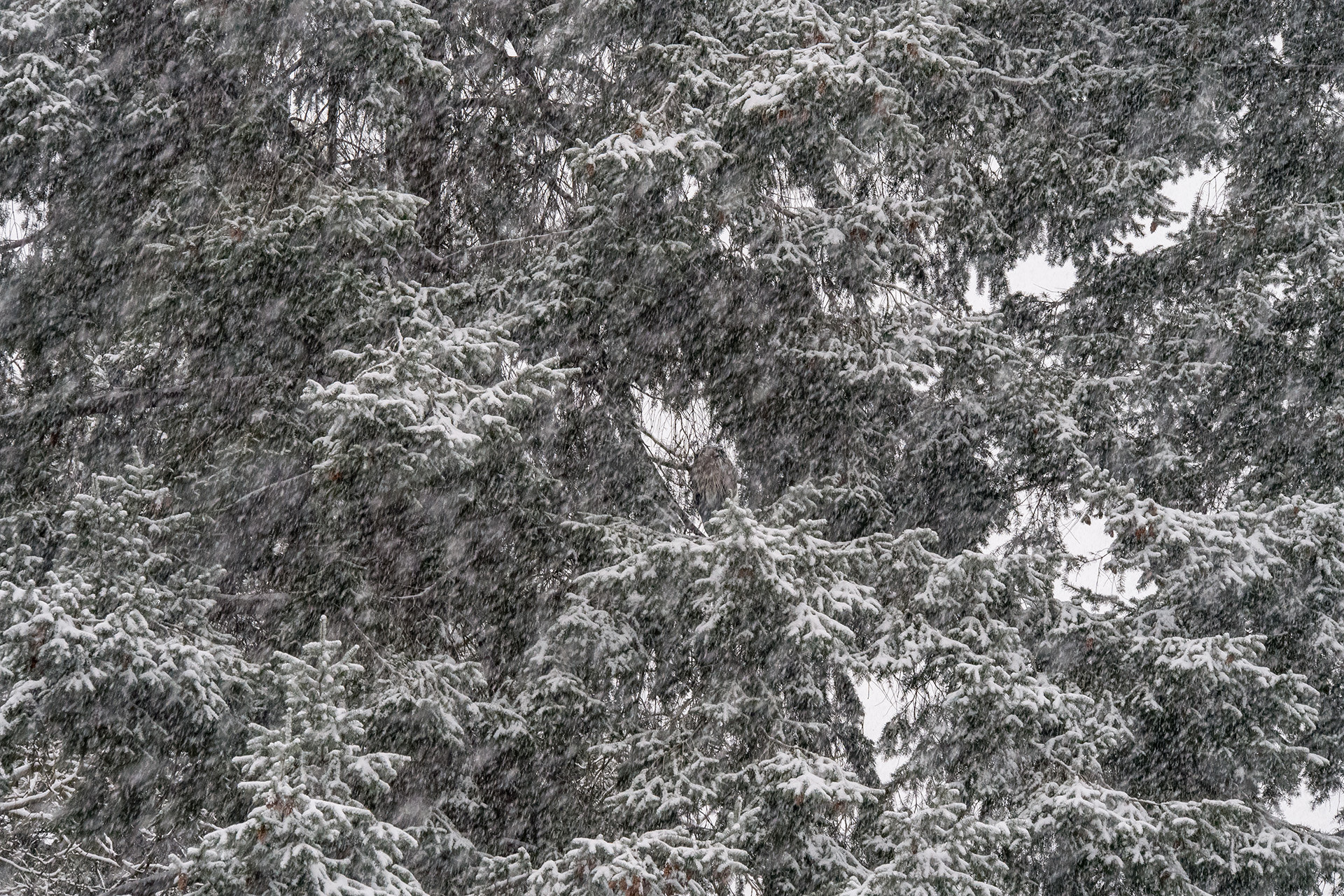 Panasonic Lumix G X Vario 35-100mm F2.8 OIS sample photo. Find me if you can photography