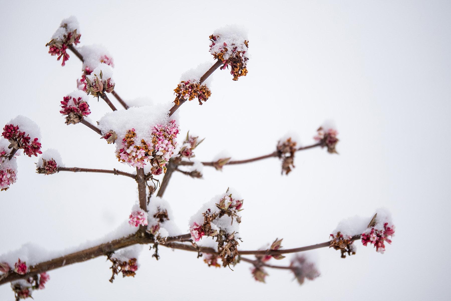 Panasonic Lumix G X Vario 35-100mm F2.8 OIS sample photo. Spring not coming yet... photography