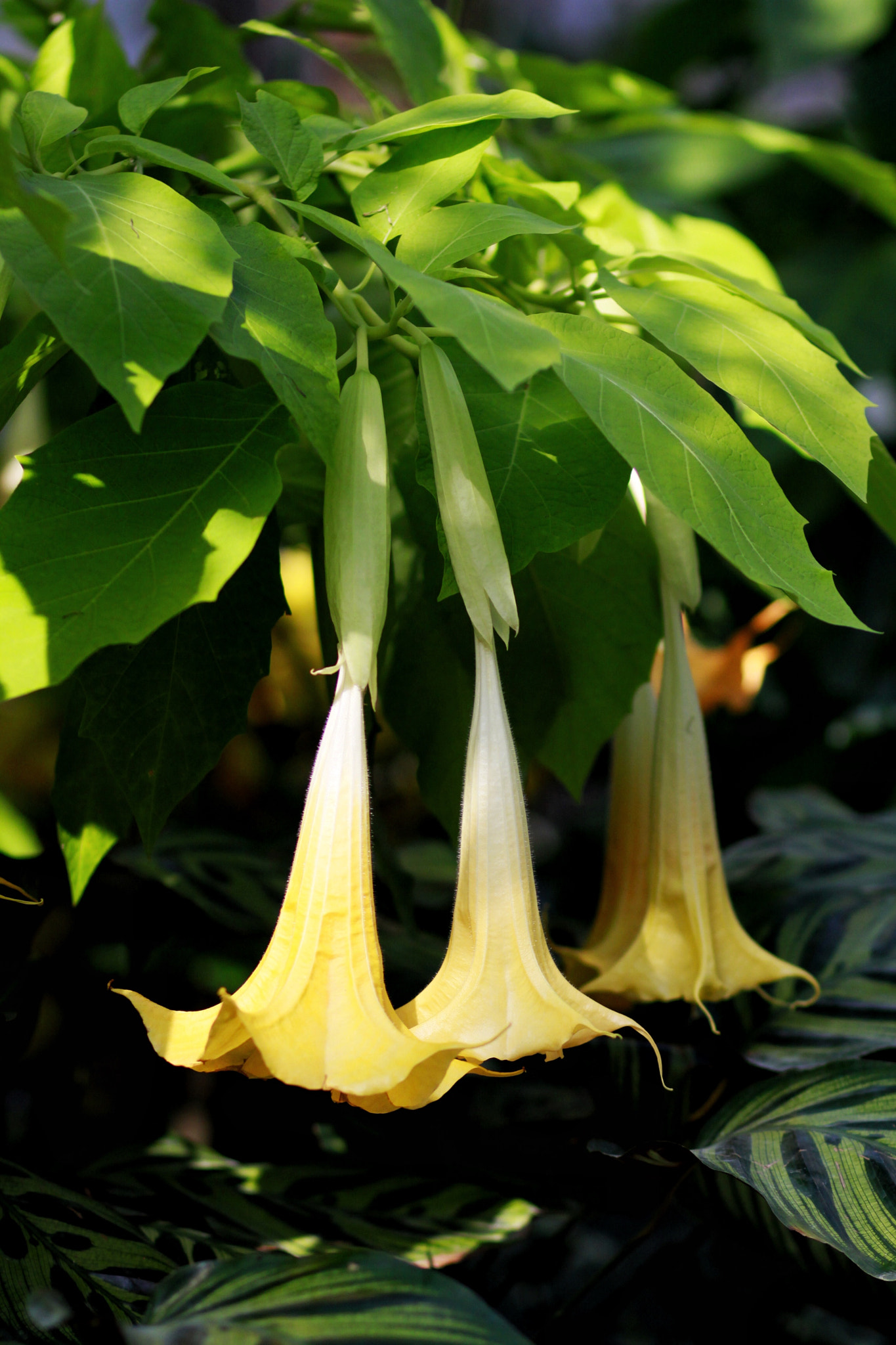 Canon EOS 50D + Canon EF 85mm F1.8 USM sample photo. Angel’strumpet photography