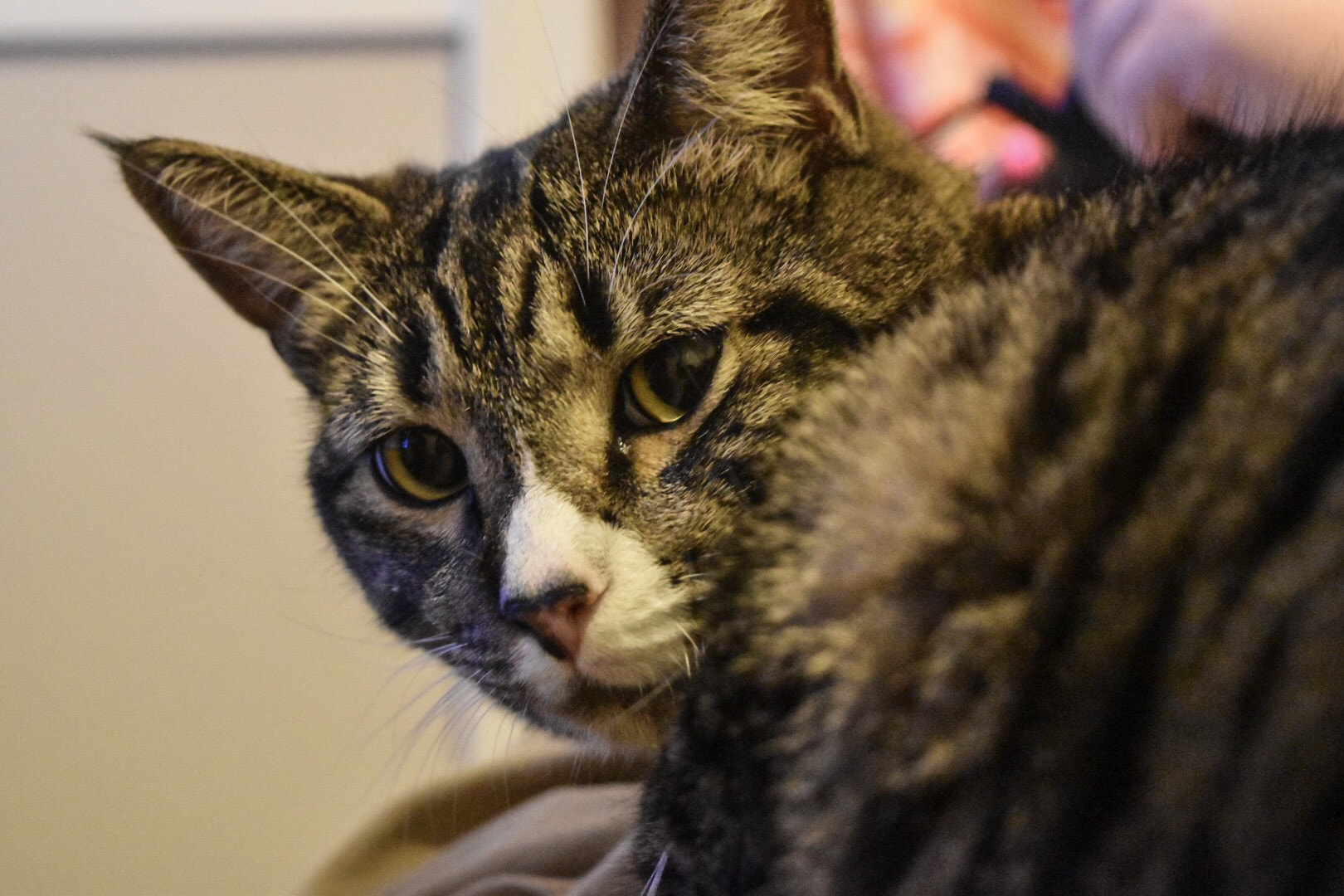 Nikon D5500 sample photo. Angry kitty photography