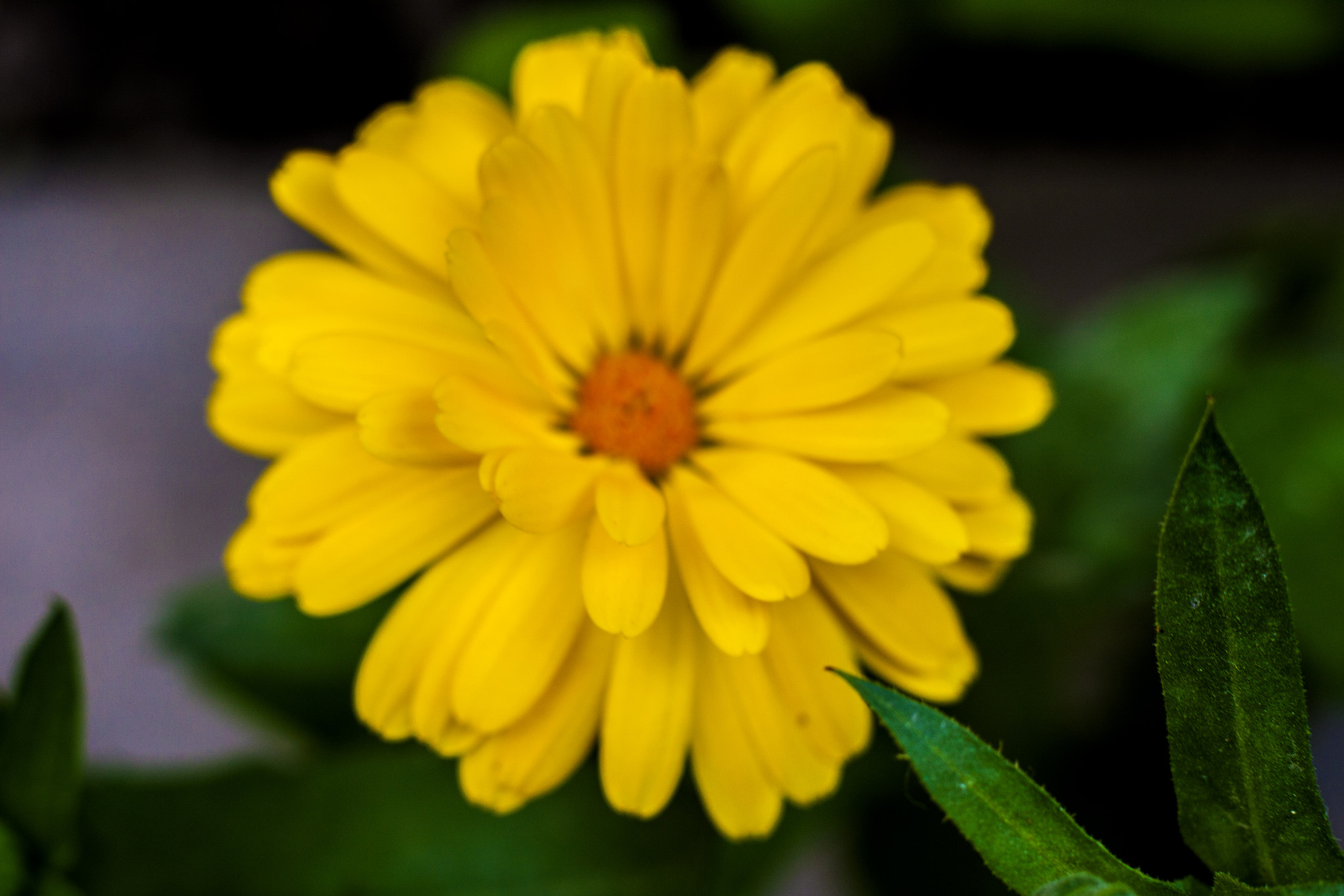 Canon EOS 500D (EOS Rebel T1i / EOS Kiss X3) + Canon EF 50mm F1.8 STM sample photo. Petals photography