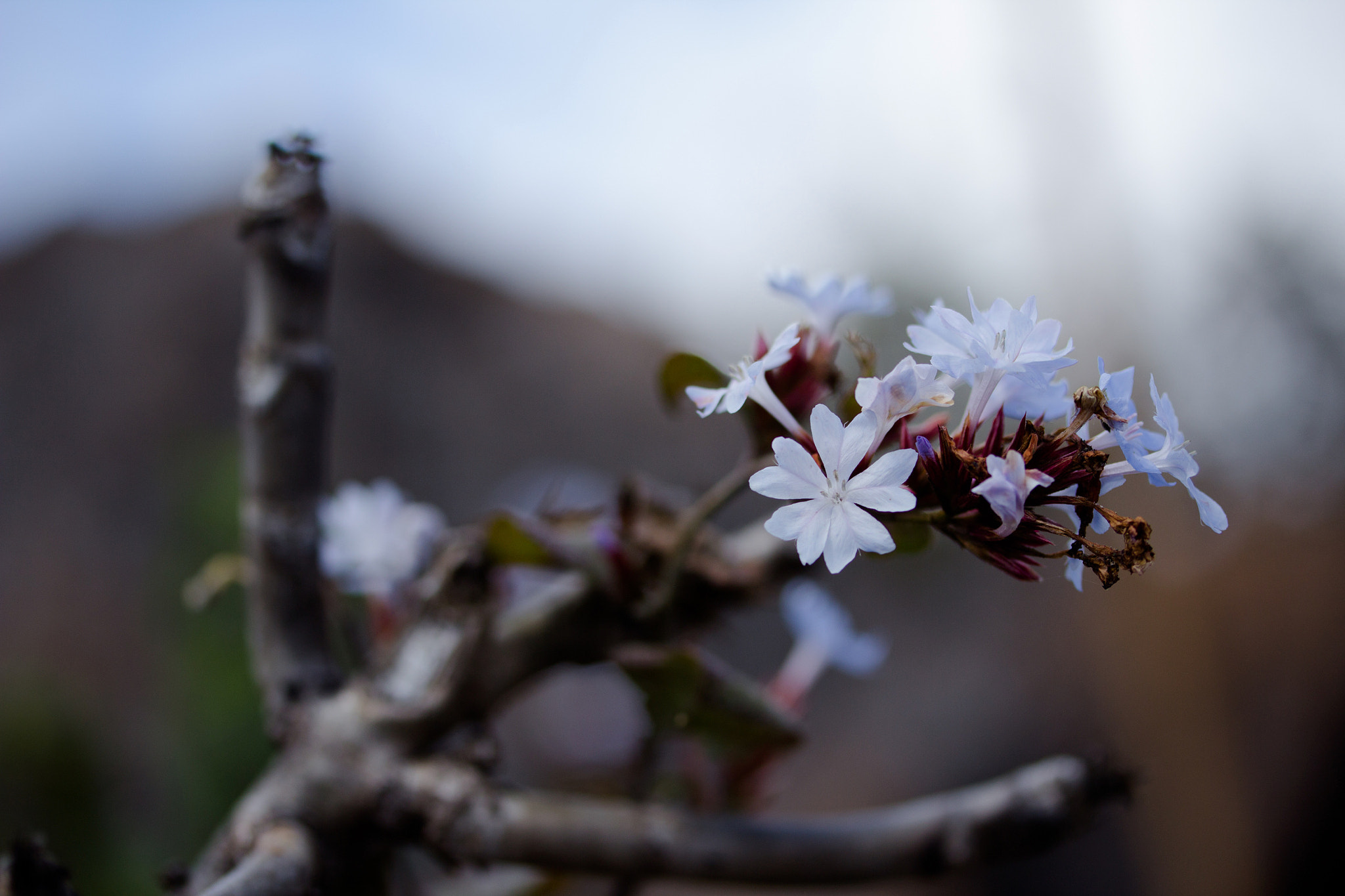 Canon EF-S 60mm F2.8 Macro USM sample photo. ฟ้าคราม ceratostigma stepfianum hoss. photography