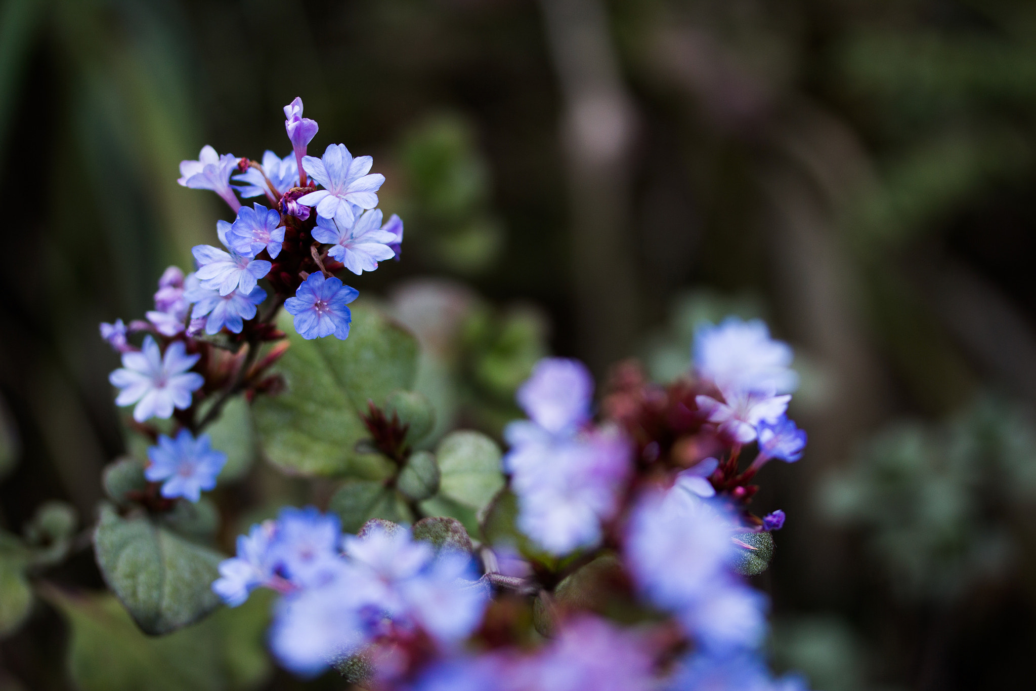 Canon EF-S 60mm F2.8 Macro USM sample photo. ฟ้าคราม ceratostigma stepfianum hoss.,thailand photography