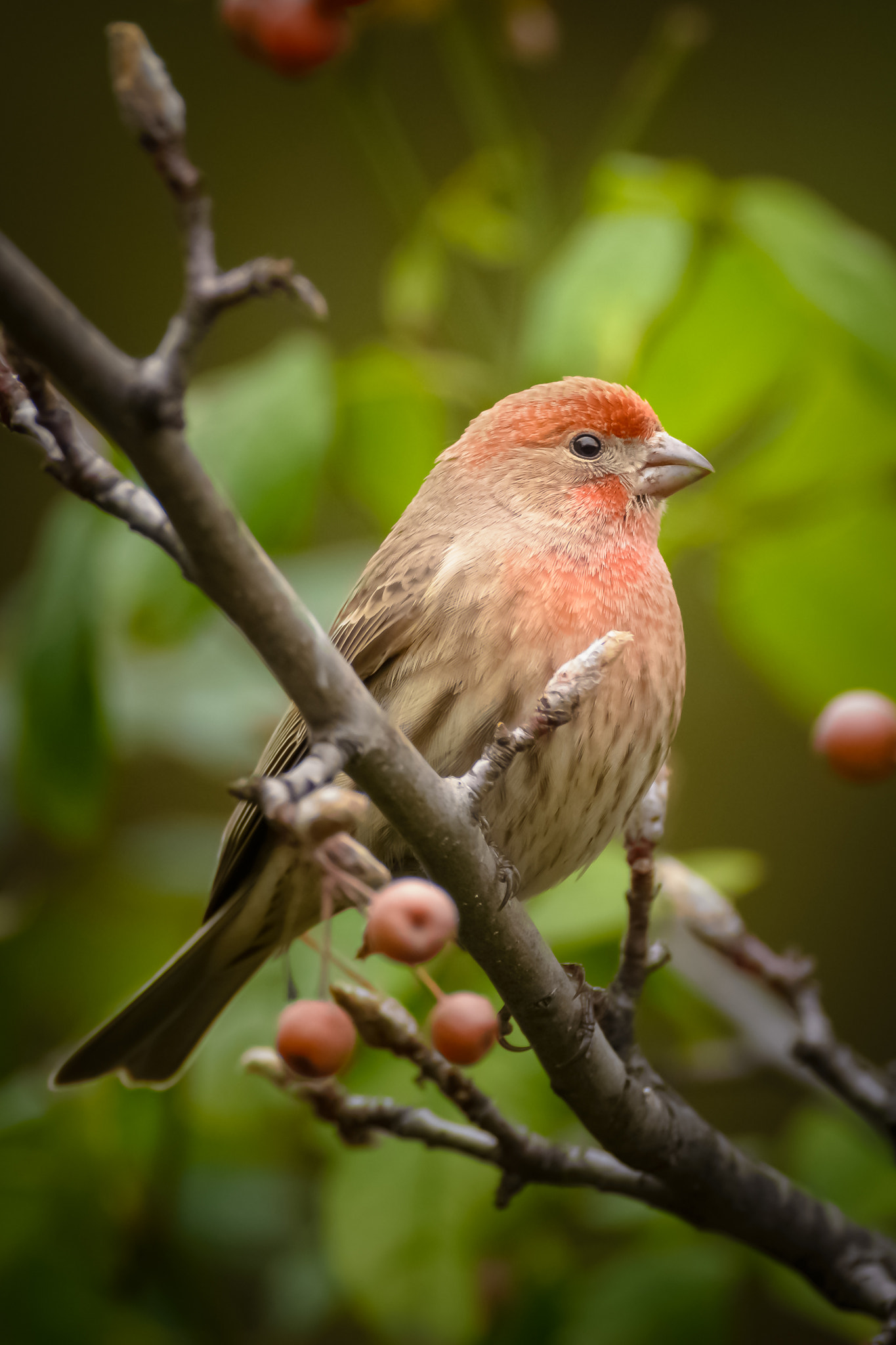 Nikon D7100 + Nikon AF-S Nikkor 500mm F4G ED VR sample photo. House finch perched photography