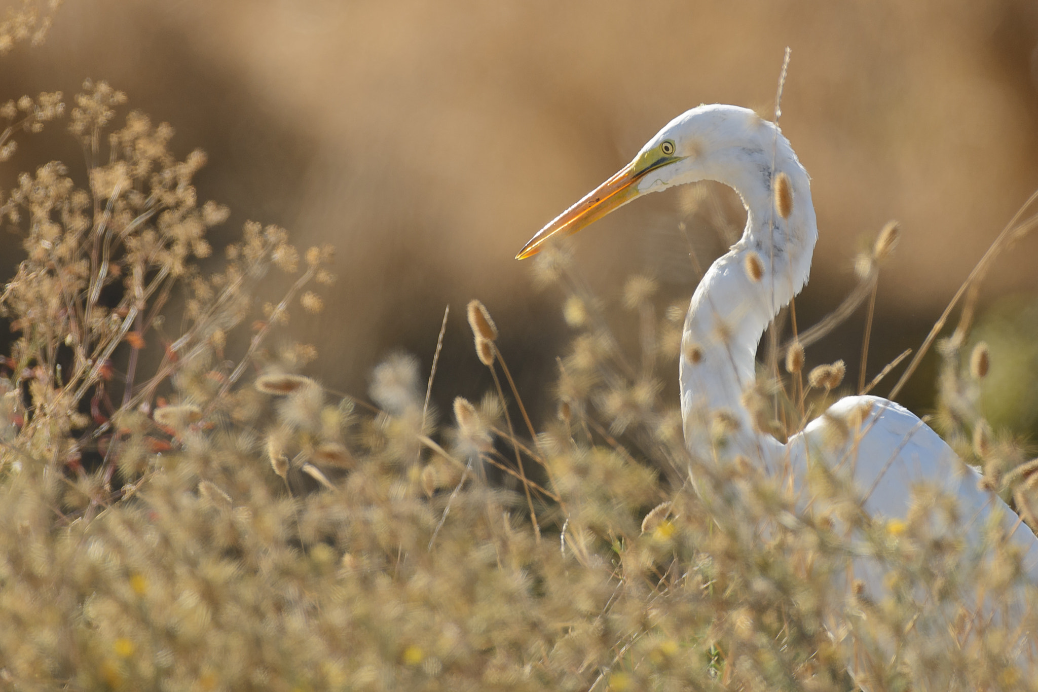 Nikon D7100 + Nikon AF-S Nikkor 500mm F4G ED VR sample photo. Common egret photography