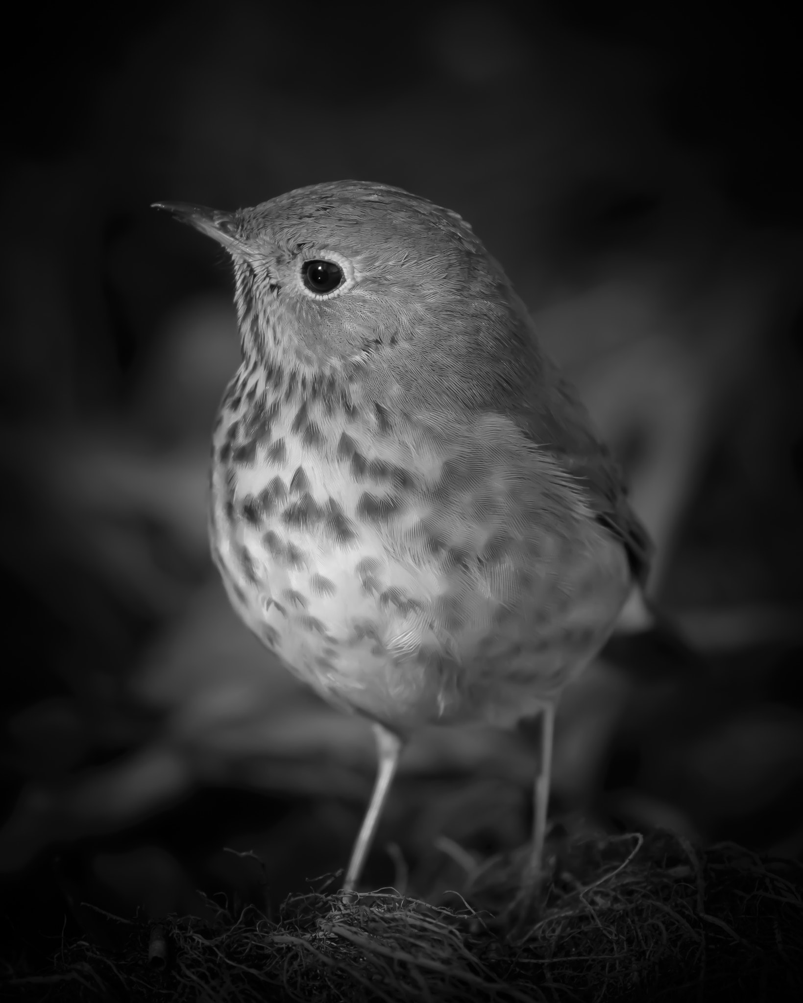 Nikon D7100 + Nikon AF-S Nikkor 500mm F4G ED VR sample photo. Bird portrait photography