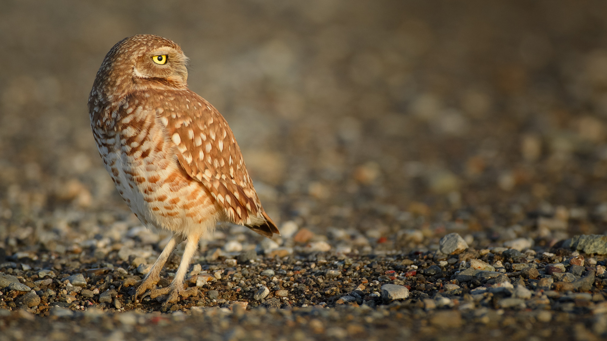 Nikon D7100 + Nikon AF-S Nikkor 500mm F4G ED VR sample photo. Burrowing owl photography