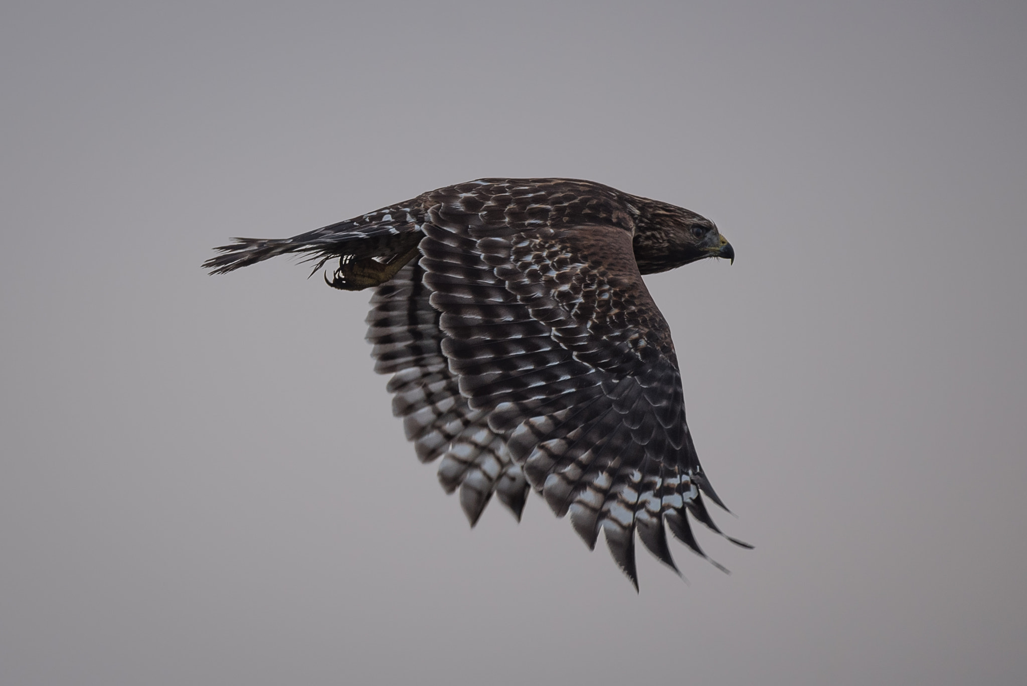 Nikon D750 + Nikon AF-S Nikkor 500mm F4G ED VR sample photo. Red shouldered hawk photography