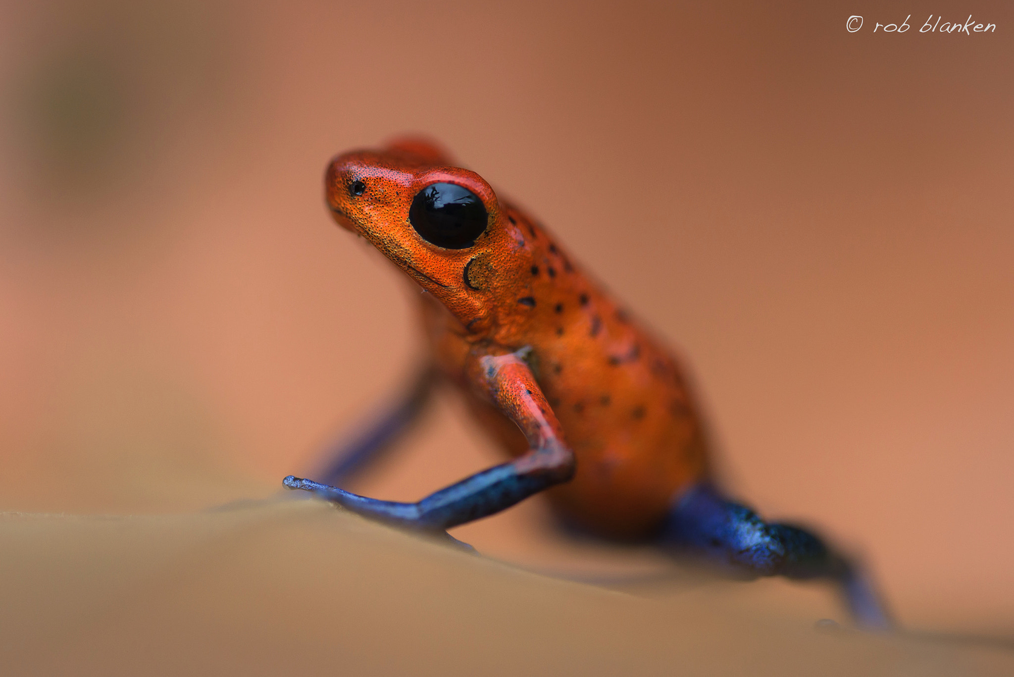 Nikon D810 sample photo. Blue jeans dart frog photography