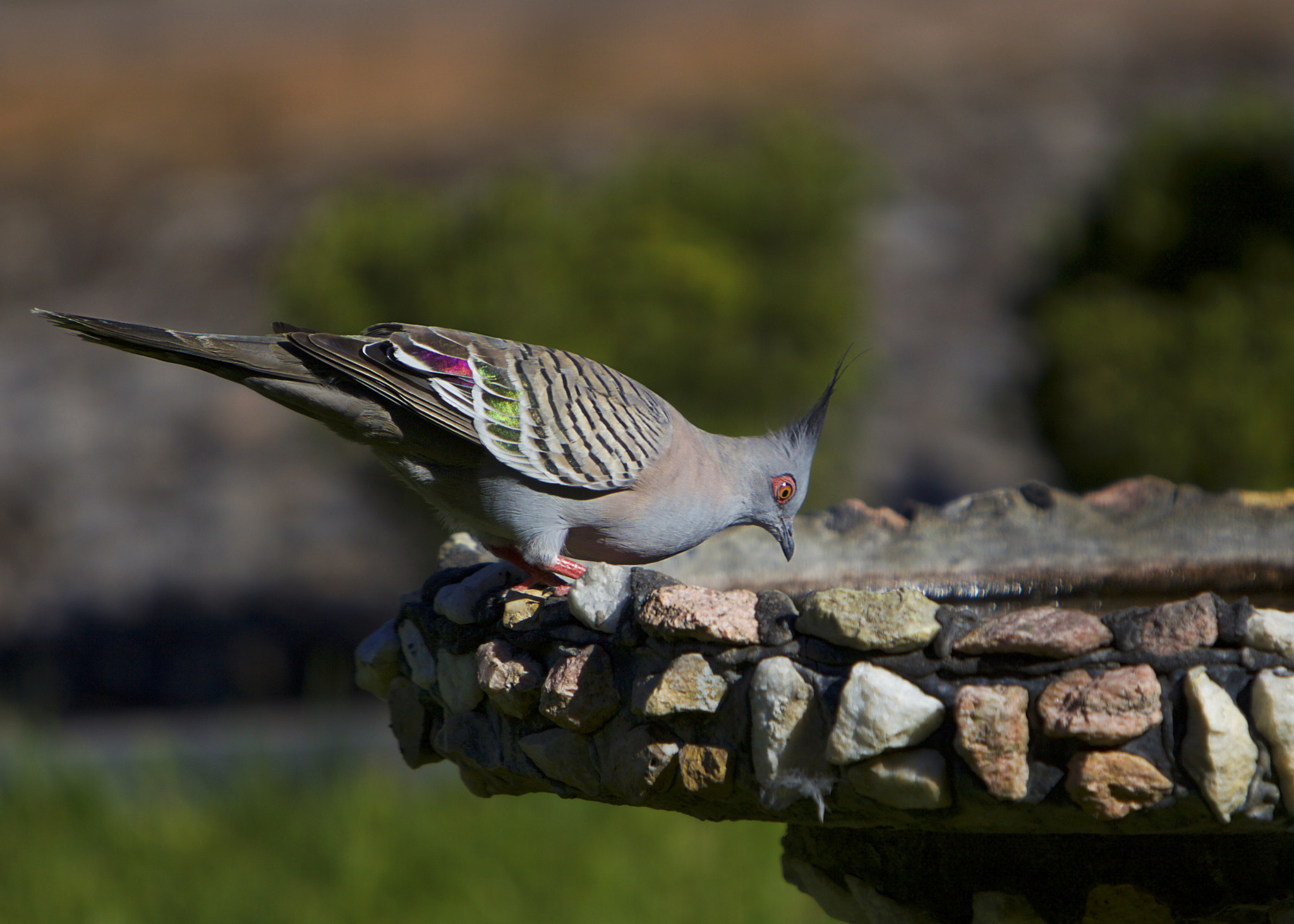 Canon EF 70-200mm F2.8L IS USM sample photo. At the birdbath 7 photography