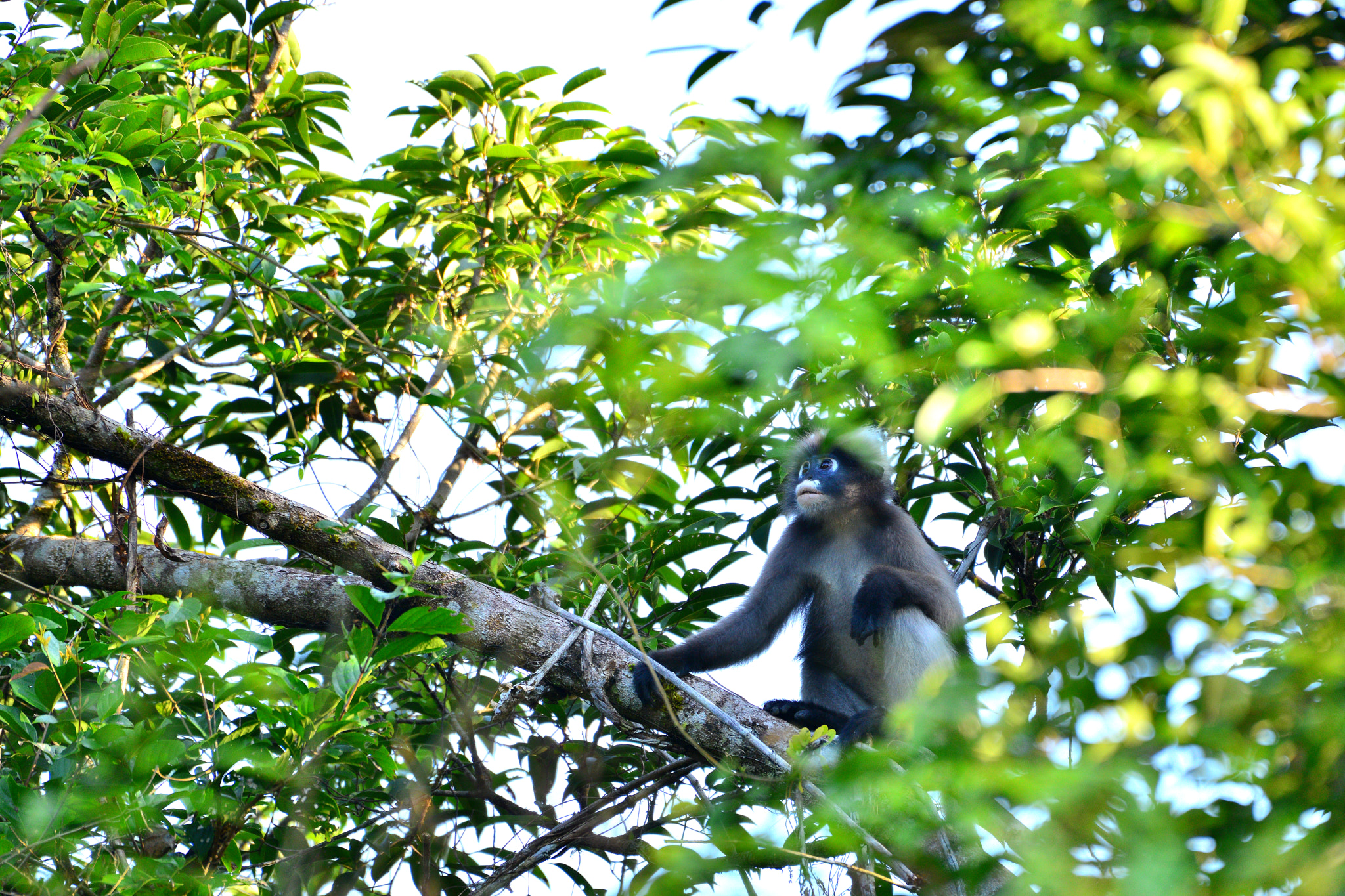 Nikon AF-S Nikkor 200-500mm F5.6E ED VR sample photo. The wildlife photography