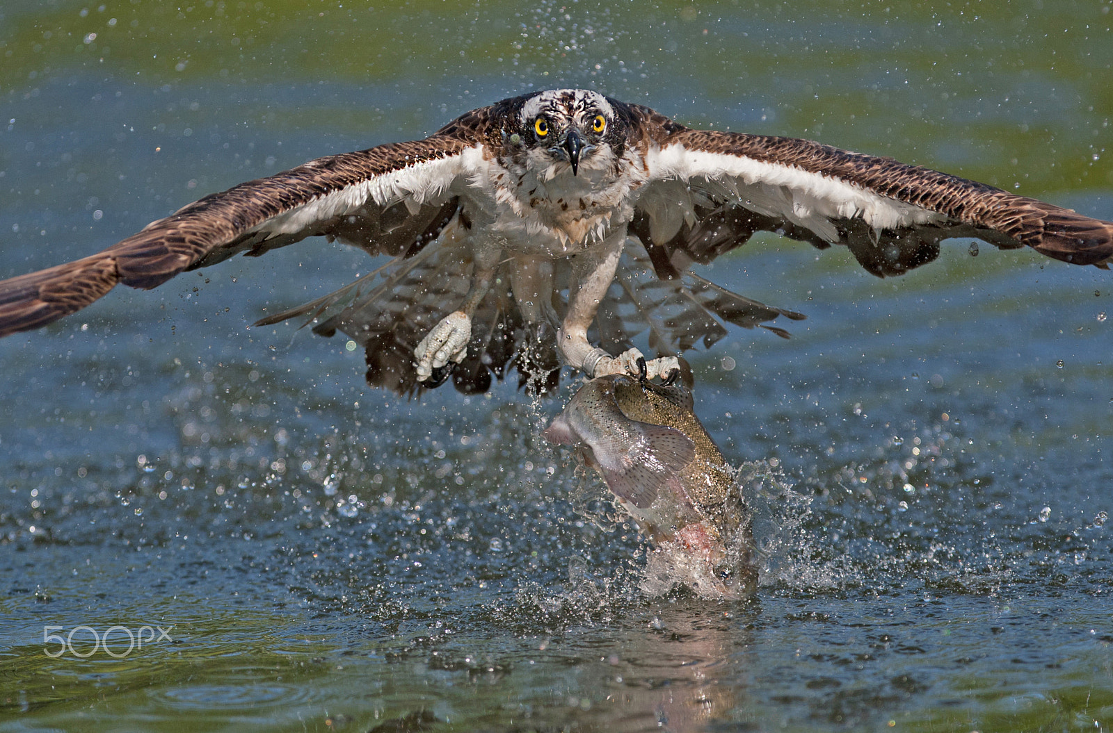 Canon EOS-1D Mark III + Canon EF 300mm F2.8L IS USM sample photo. Osprey with prey photography