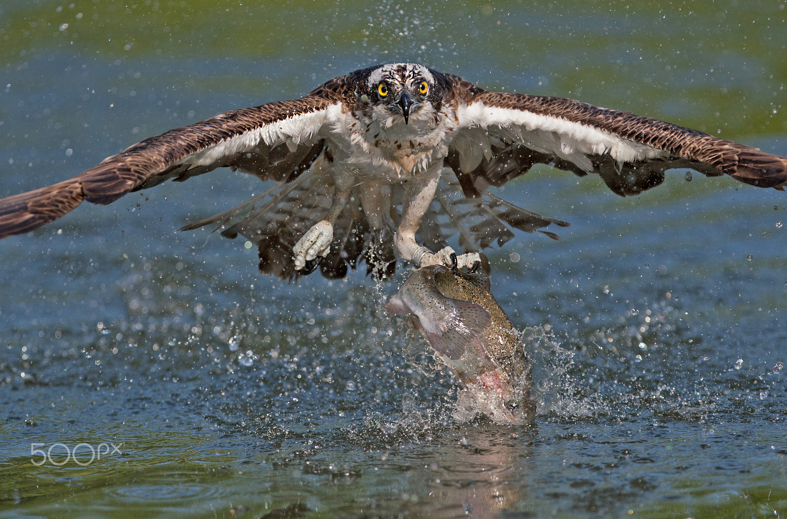 Canon EF 300mm F2.8L IS USM sample photo. Osprey with prey photography