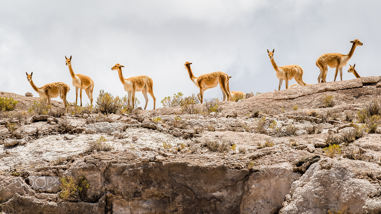 Nikon D4S sample photo. Vicuña photography
