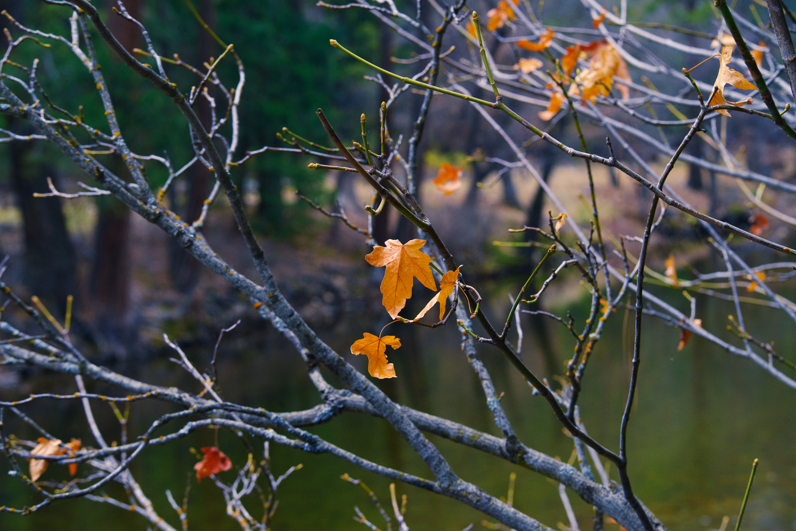 Pentax K-1 sample photo. Fall colors of yosemite photography