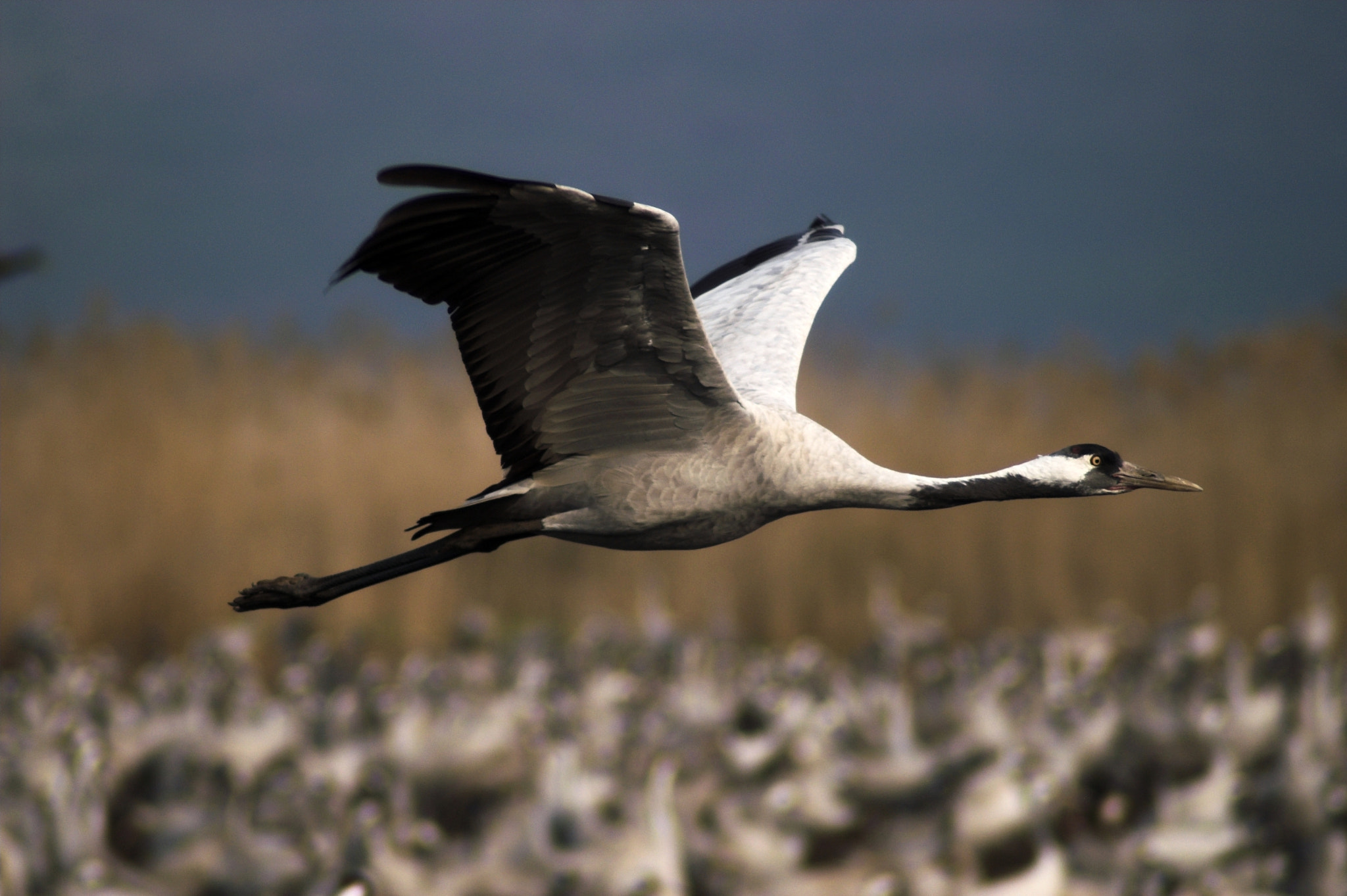 KONICA MINOLTA MAXXUM 5D sample photo. Crane on hula lake photography