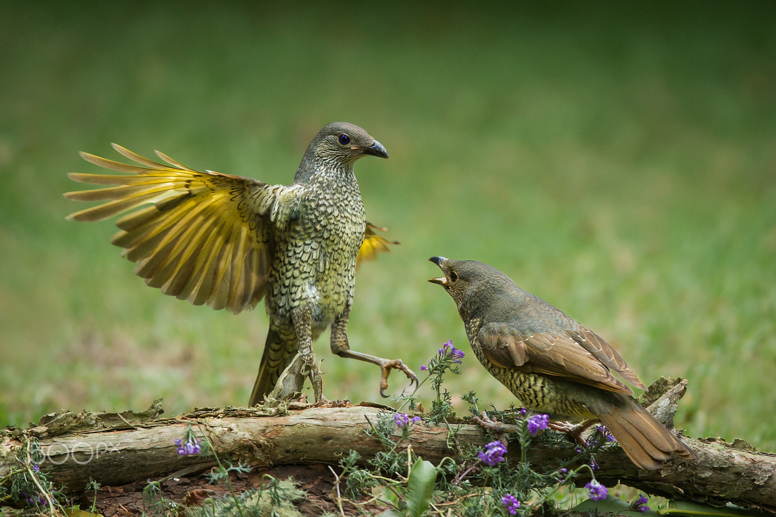 Canon EOS-1D X + Canon EF 600mm f/4L IS sample photo. Angry bird photography