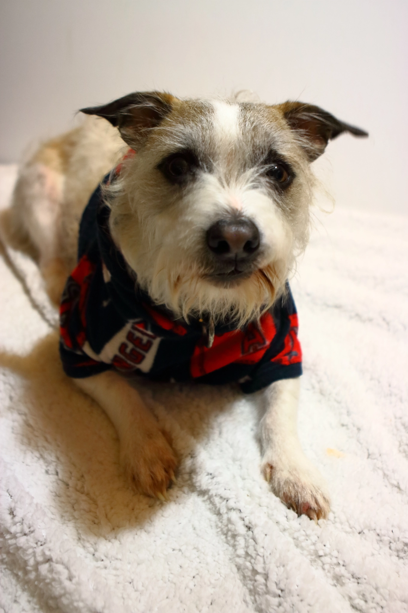 Canon EOS 750D (EOS Rebel T6i / EOS Kiss X8i) sample photo. Furrybaby laying down  photography