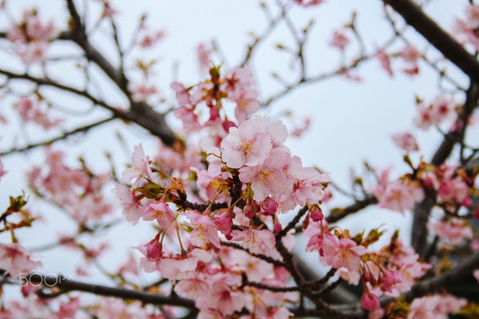 Canon EOS 100D (EOS Rebel SL1 / EOS Kiss X7) sample photo. Cherry blossoms photography