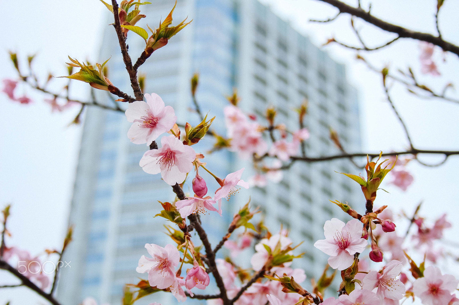 Canon EOS 100D (EOS Rebel SL1 / EOS Kiss X7) sample photo. Cherry blossoms photography