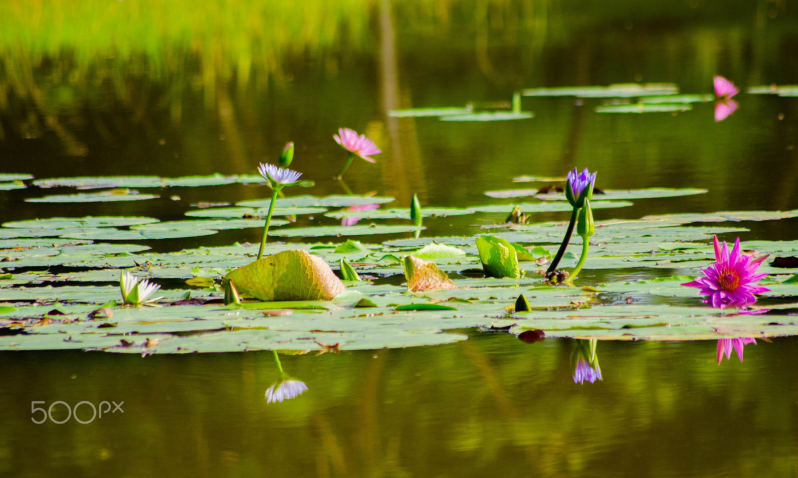 Sigma 70-300mm F4-5.6 APO DG Macro sample photo. Harmony photography