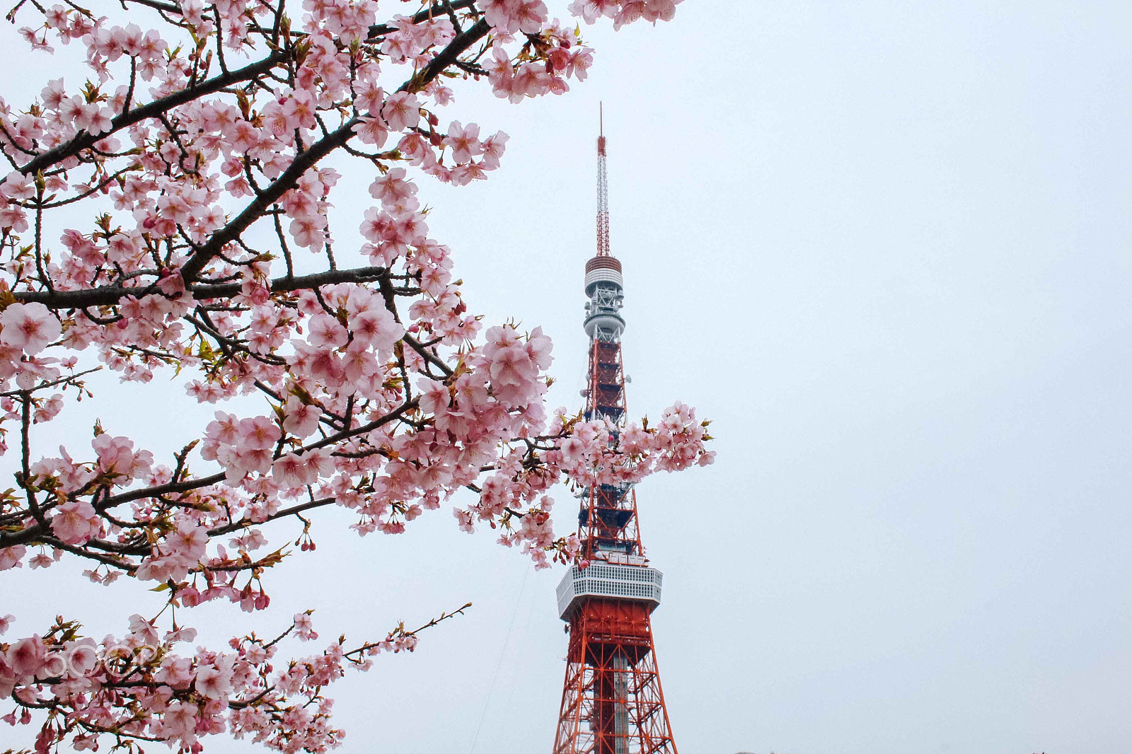 Canon EOS 100D (EOS Rebel SL1 / EOS Kiss X7) sample photo. Cherry blossoms photography