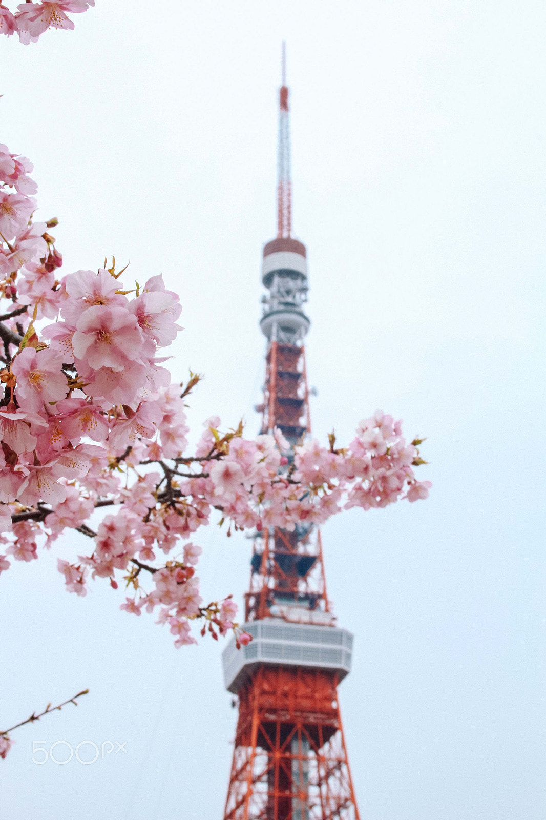 Canon EOS 100D (EOS Rebel SL1 / EOS Kiss X7) sample photo. Cherry blossoms photography