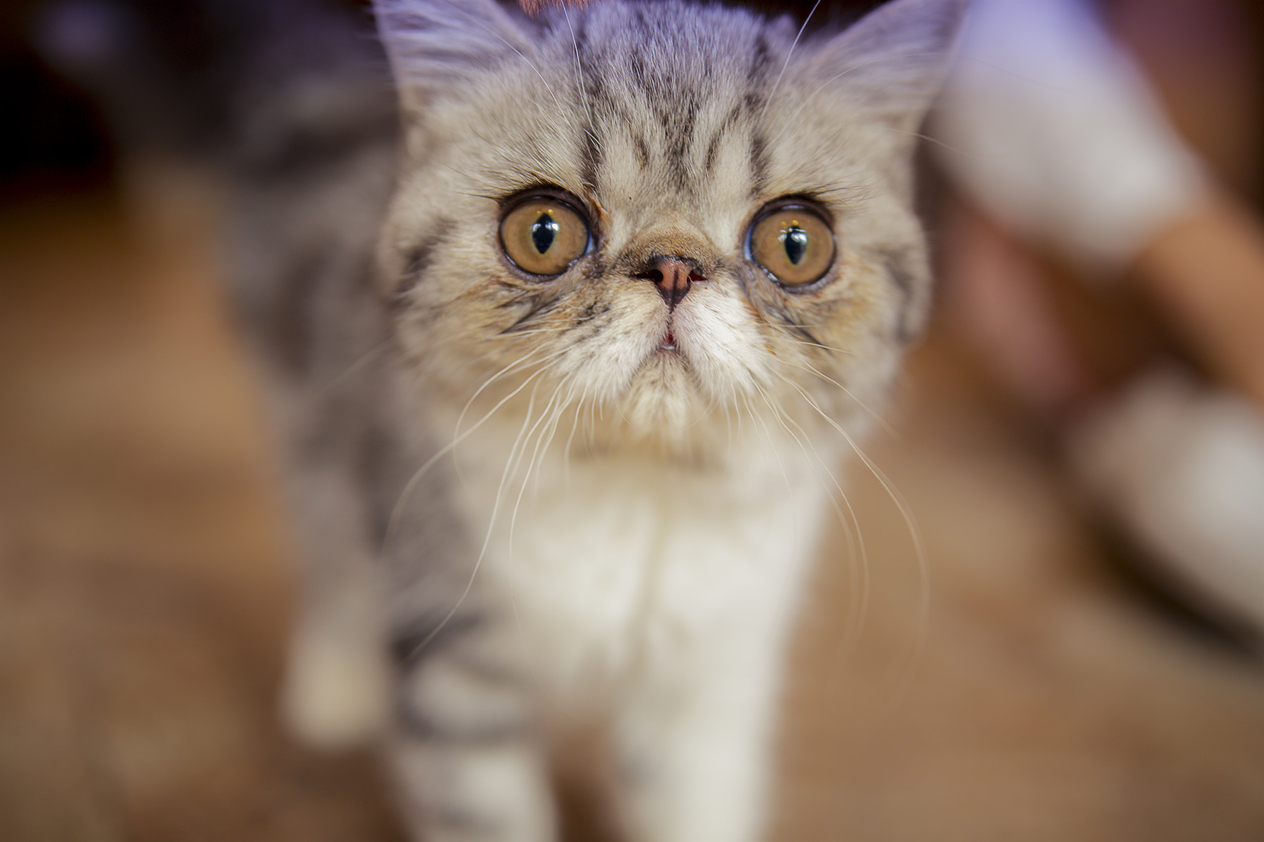 Sigma 24-35mm F2 DG HSM Art sample photo. Img photography
