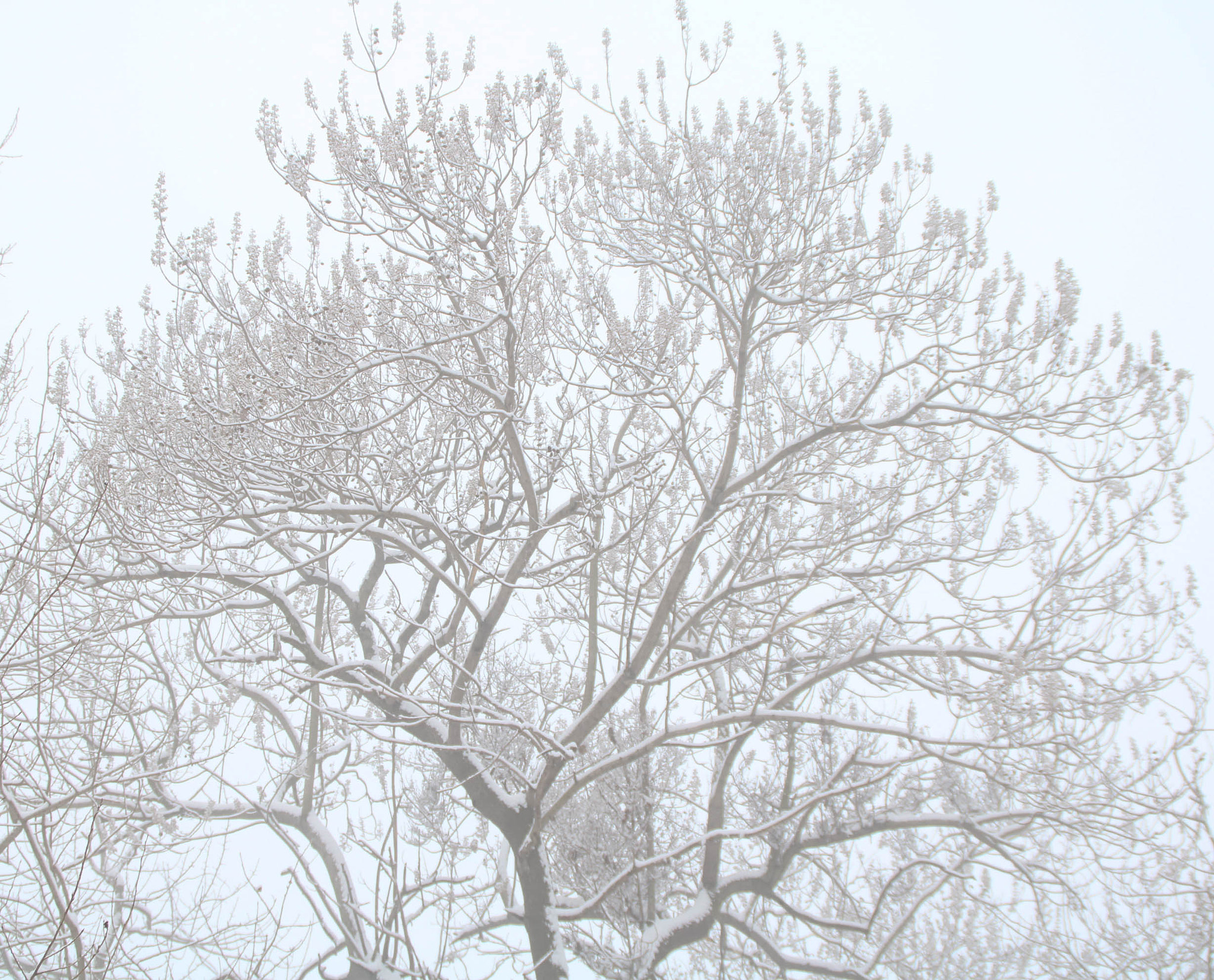 Canon EOS 750D (EOS Rebel T6i / EOS Kiss X8i) sample photo. Img photography