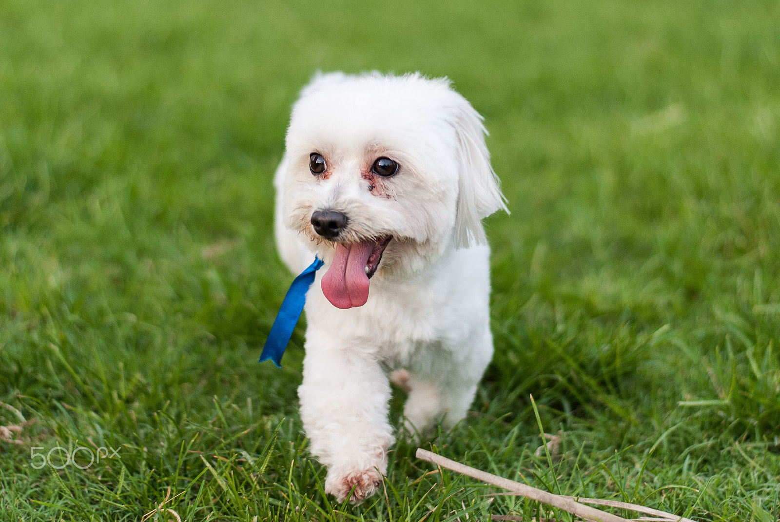 Nikon D40X + Nikon AF-S Nikkor 50mm F1.8G sample photo. Jack the dog photography