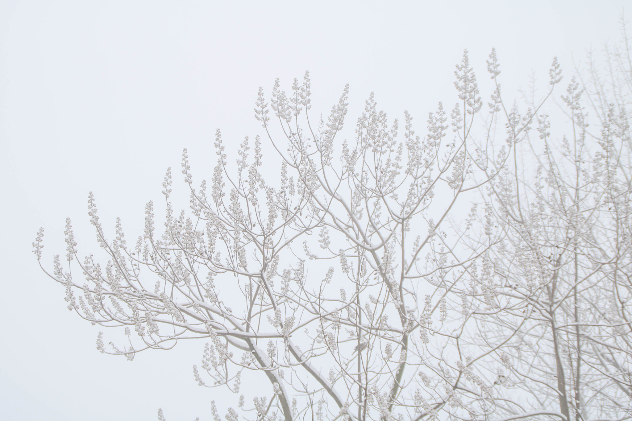 Canon EOS 750D (EOS Rebel T6i / EOS Kiss X8i) sample photo. Img photography