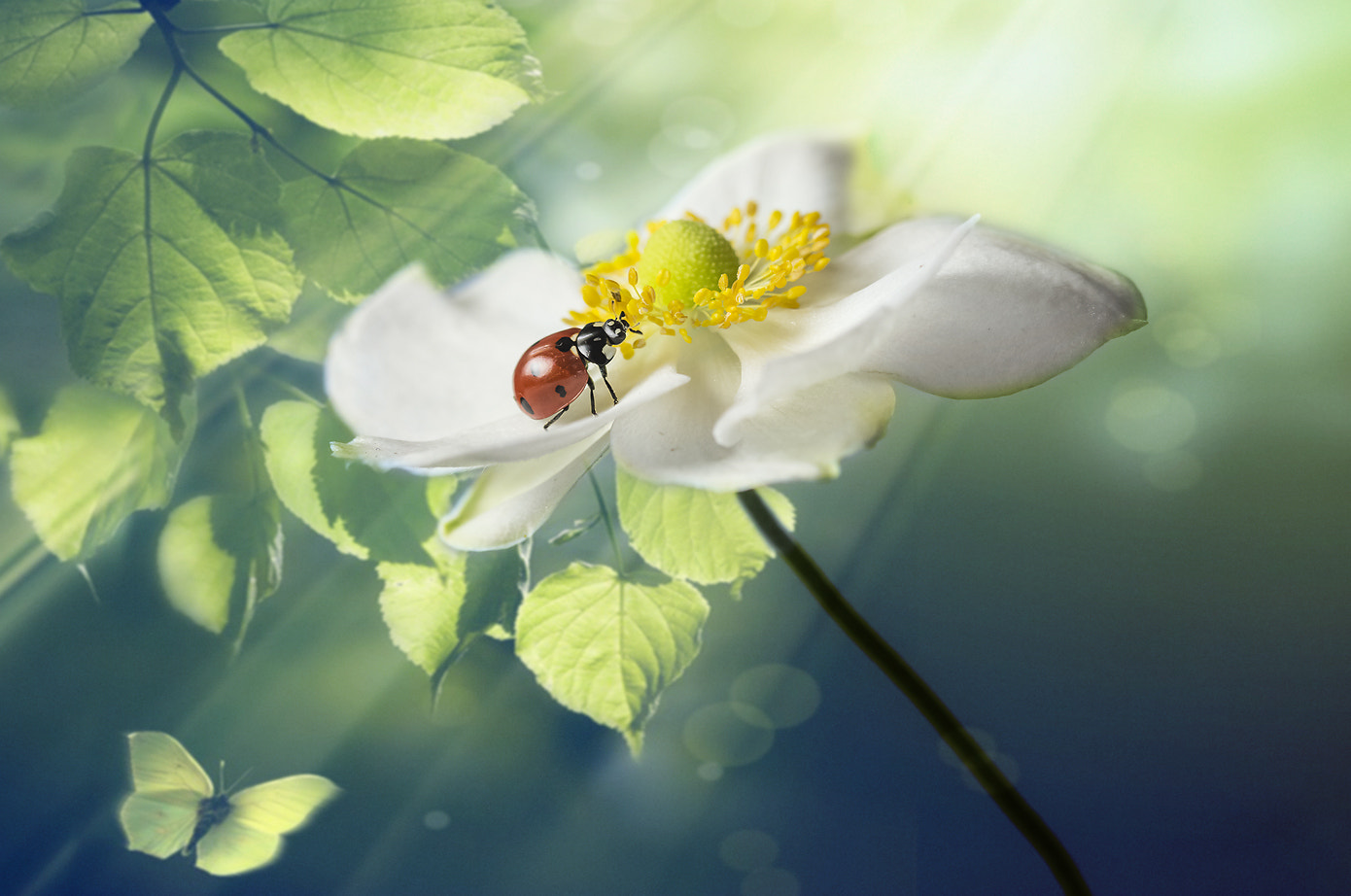 Canon EF 100mm F2.8 Macro USM sample photo. фантазия ... photography