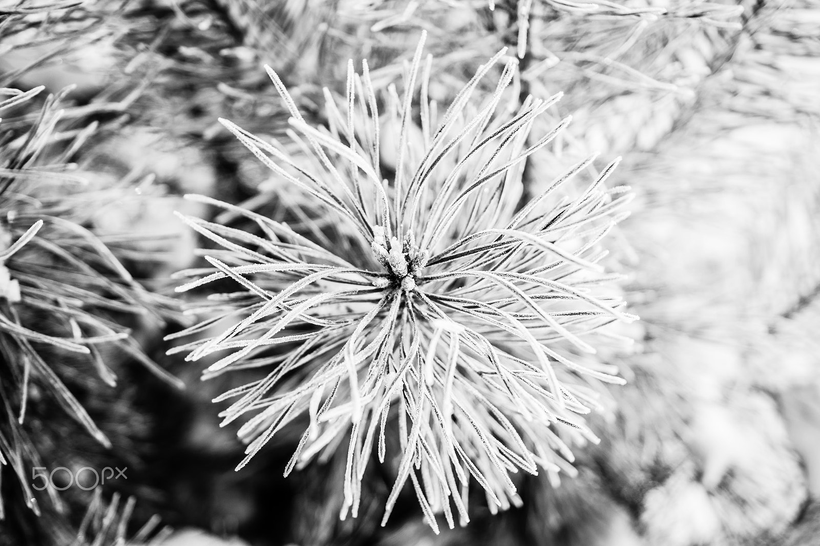 Sony SLT-A77 + Sony DT 35mm F1.8 SAM sample photo. Frosted pine branch. photography