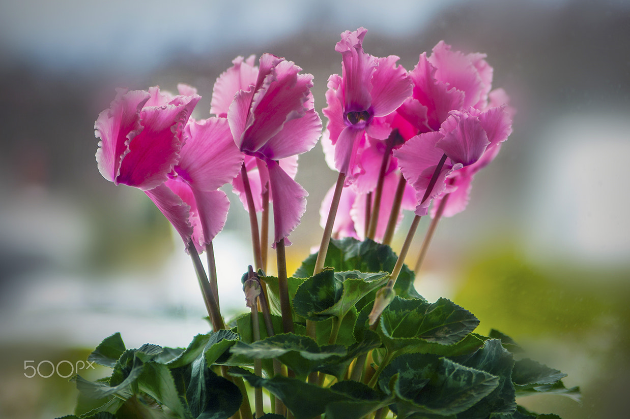 Canon EOS 5D sample photo. Home spring photography