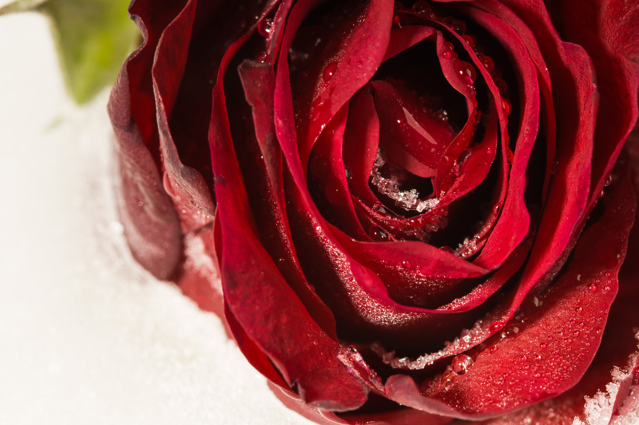 Sony SLT-A58 + 90mm F2.8 Macro SSM sample photo. Frozen rose 1 photography