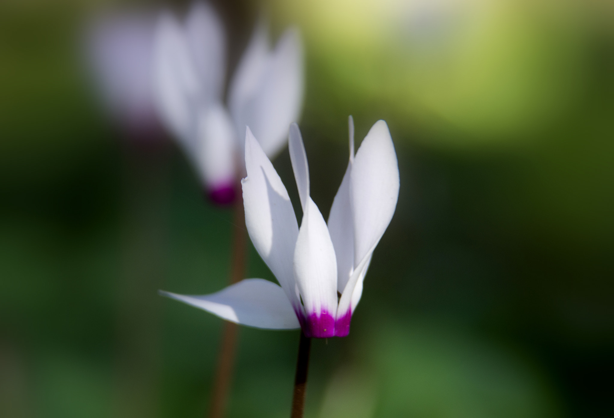 Nikon AF-S Nikkor 24-120mm F4G ED VR sample photo. Cyclamen photography
