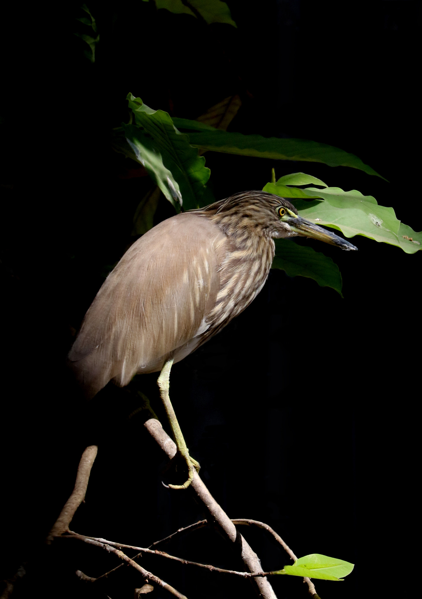 Canon EF-S 55-250mm F4-5.6 IS STM sample photo. Low key photography