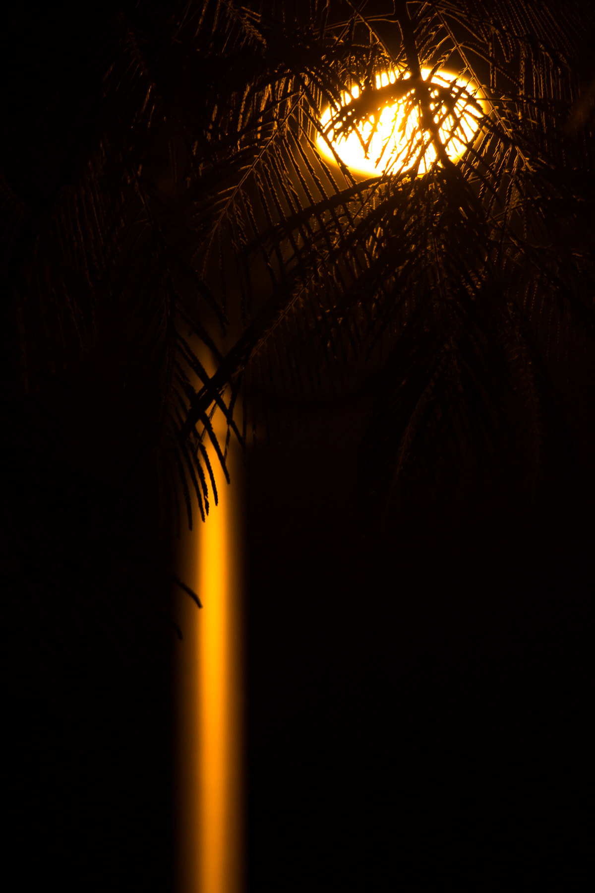 Canon EOS 650D (EOS Rebel T4i / EOS Kiss X6i) sample photo. () photography