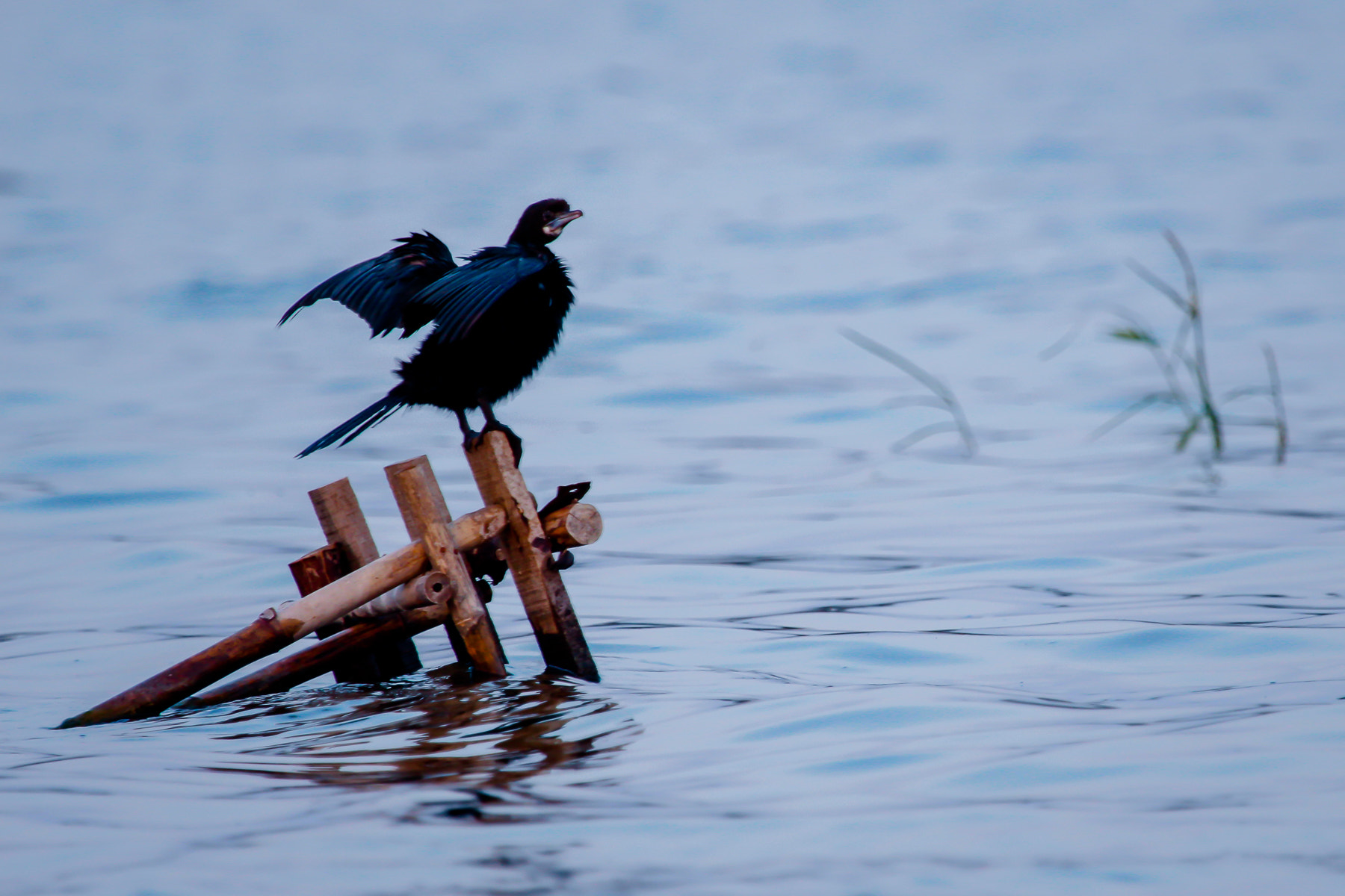 Canon EF 100-400mm F4.5-5.6L IS USM sample photo. () photography