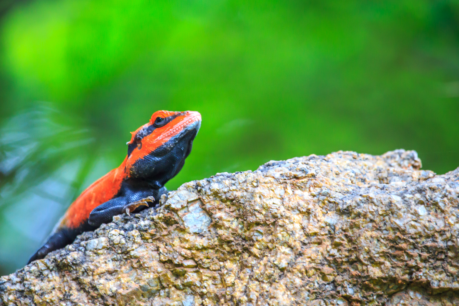 Canon EF 100-400mm F4.5-5.6L IS USM sample photo. () photography
