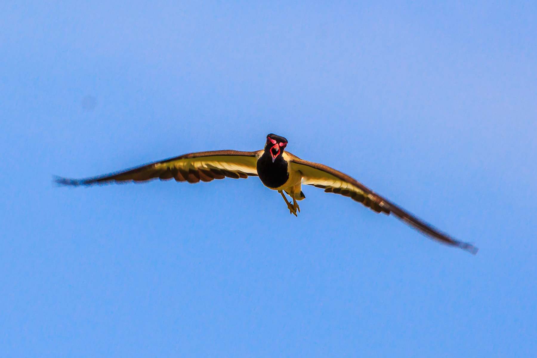 Canon EF 100-400mm F4.5-5.6L IS USM sample photo. () photography