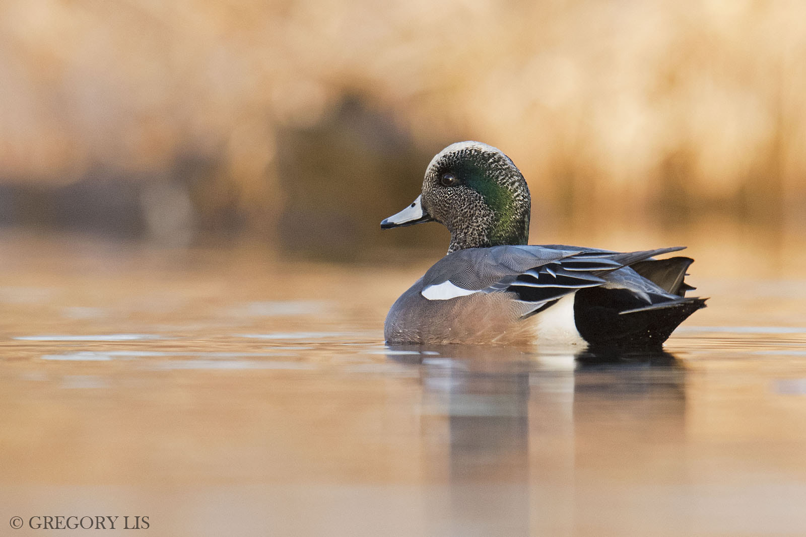 Nikon D810 + Nikon AF-S Nikkor 500mm F4G ED VR sample photo. American wigeon photography