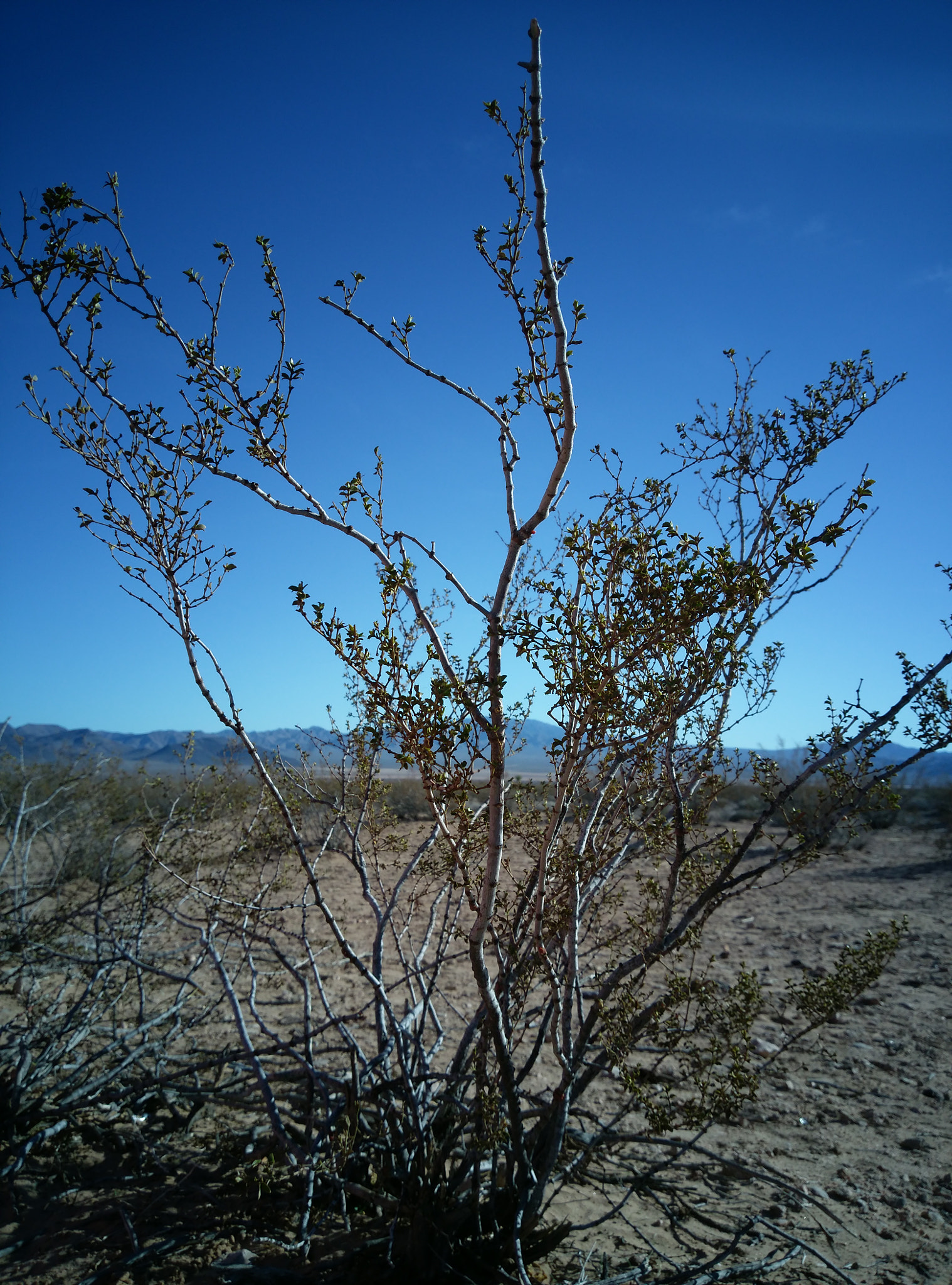 HTC ONE A9 sample photo