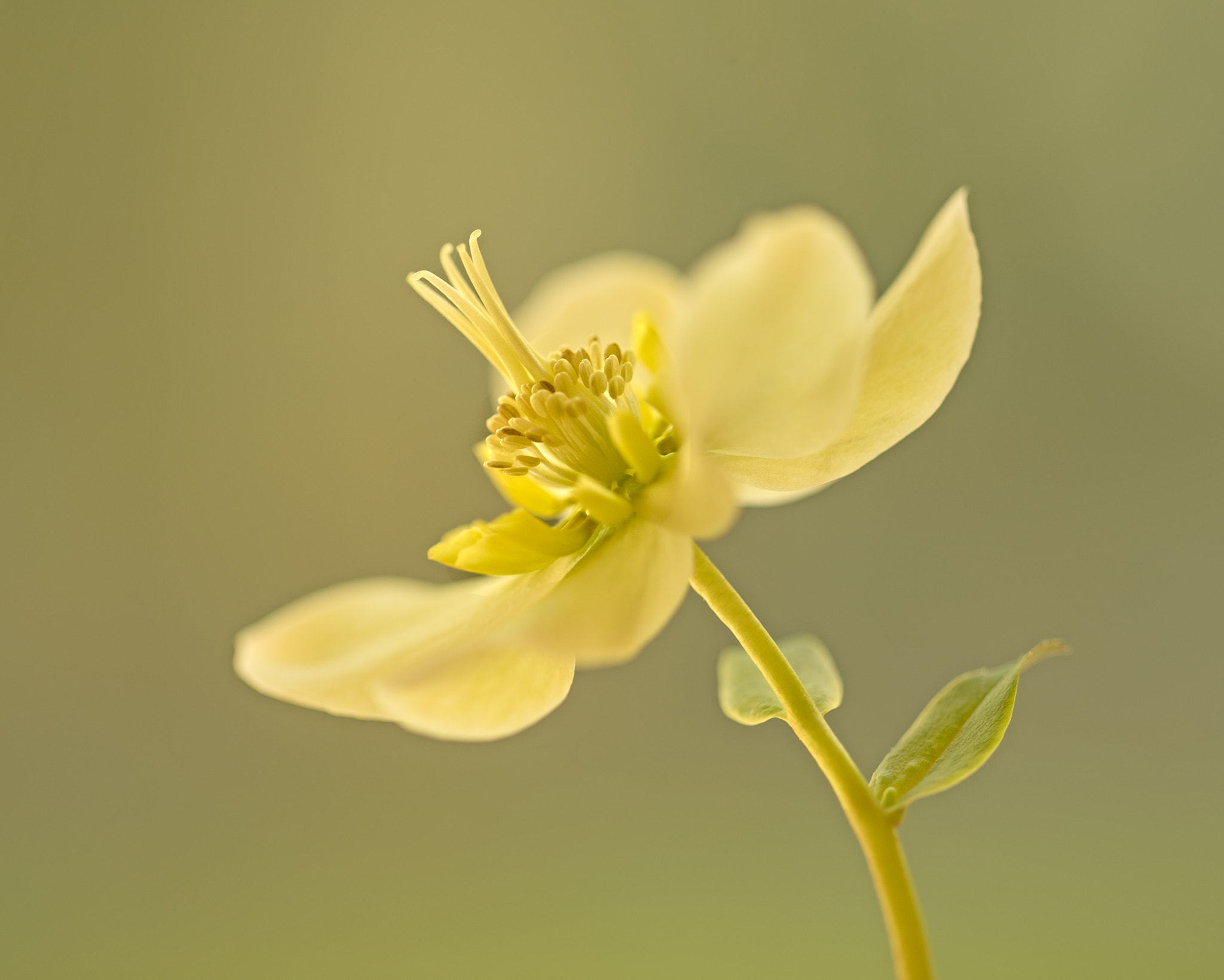 Tamron 18-270mm F3.5-6.3 Di II PZD sample photo. An early hellebore photography