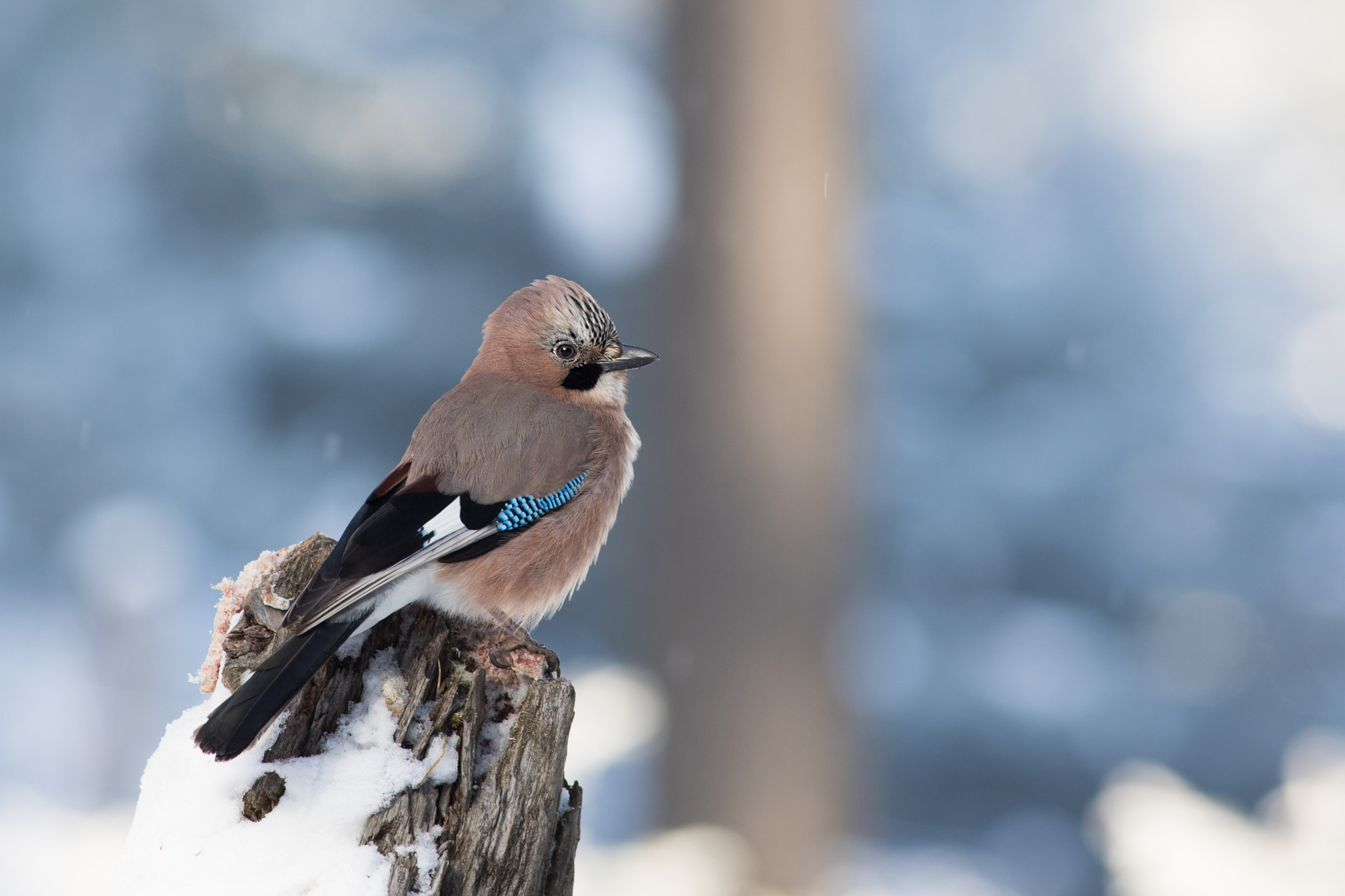 Canon EF 400mm F5.6L USM sample photo. Sojka obecná (garrulus glandarius)

 photography