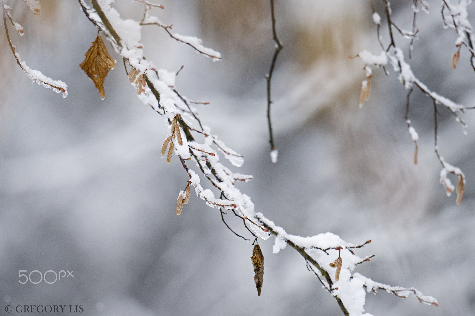 Nikon D810 + Nikon AF-S Nikkor 500mm F4G ED VR sample photo. Snow day photography