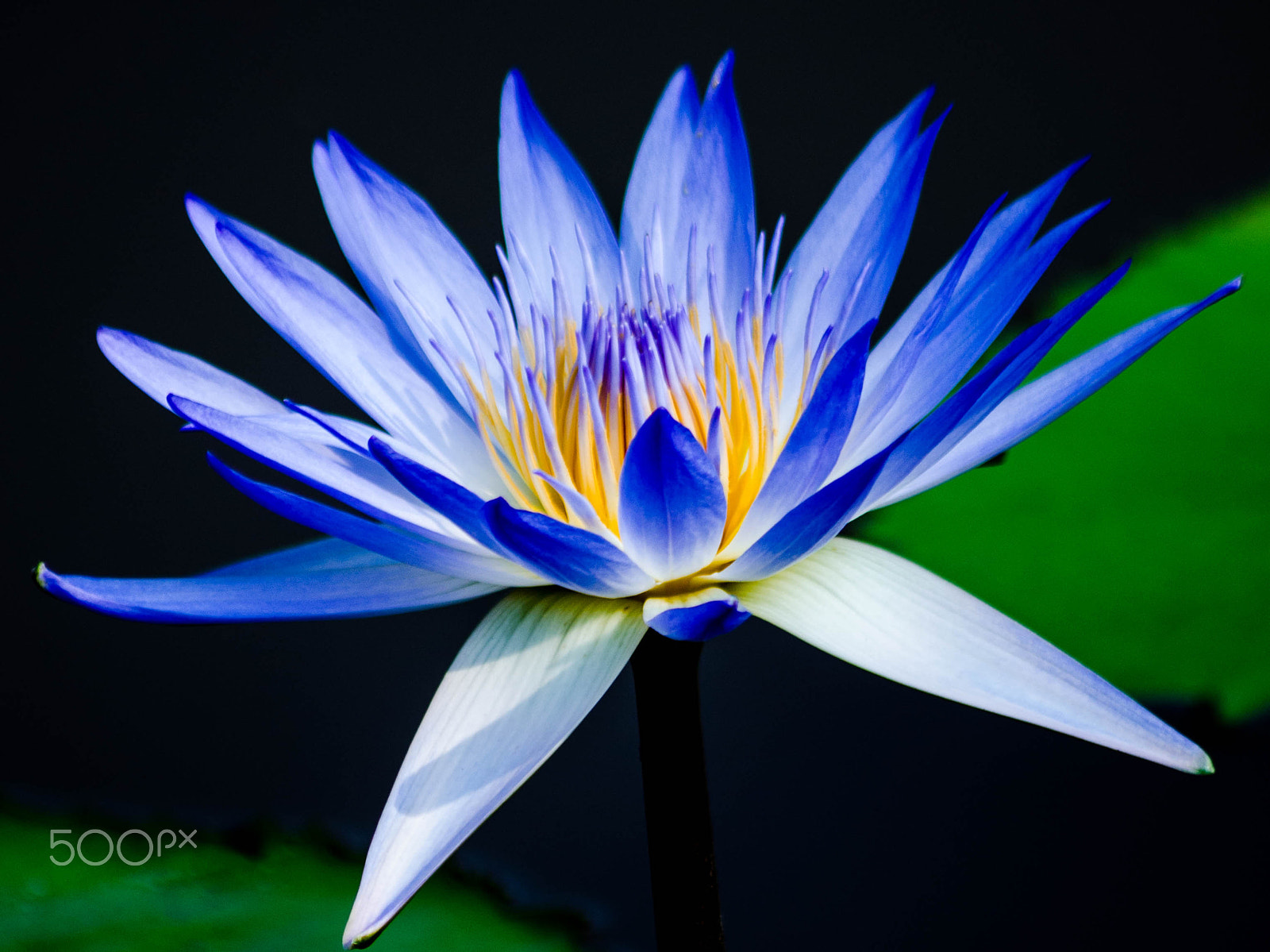 Sigma 70-300mm F4-5.6 APO DG Macro sample photo. Dancing blues photography