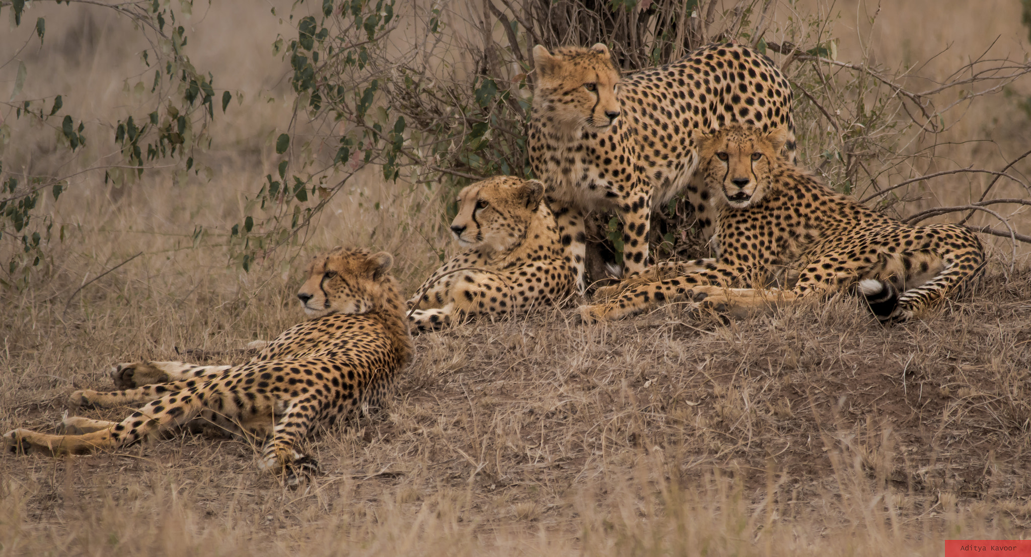 Sigma 150-500mm F5-6.3 DG OS HSM sample photo. Cheetahs at masai mara photography