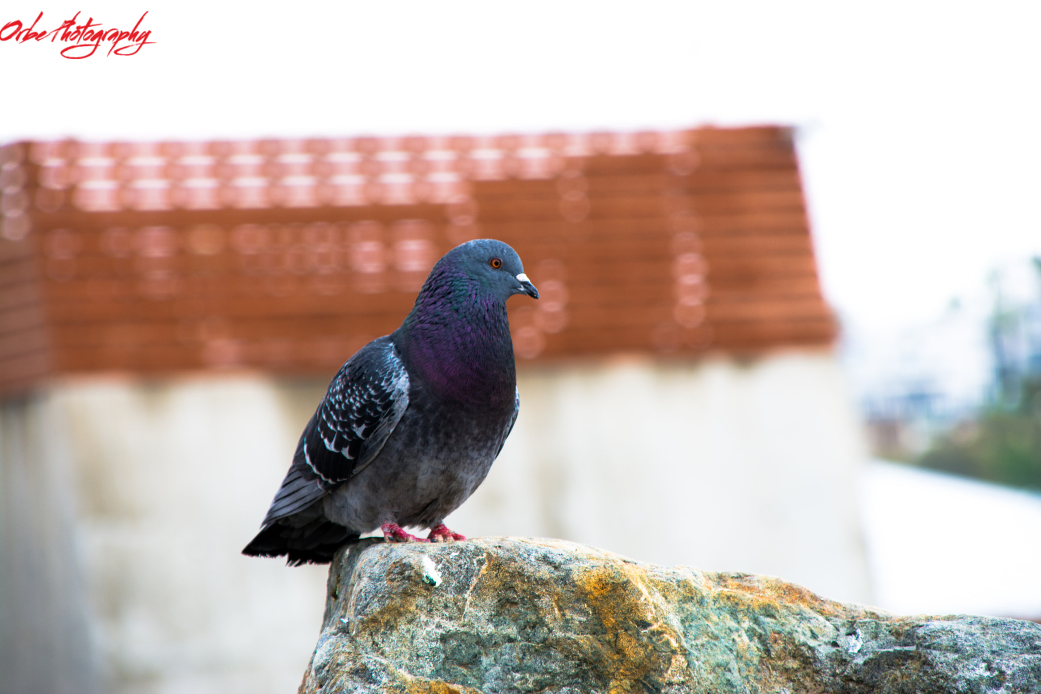 Sigma 28-300mm F3.5-6.3 DG Macro sample photo. Pigeon photography