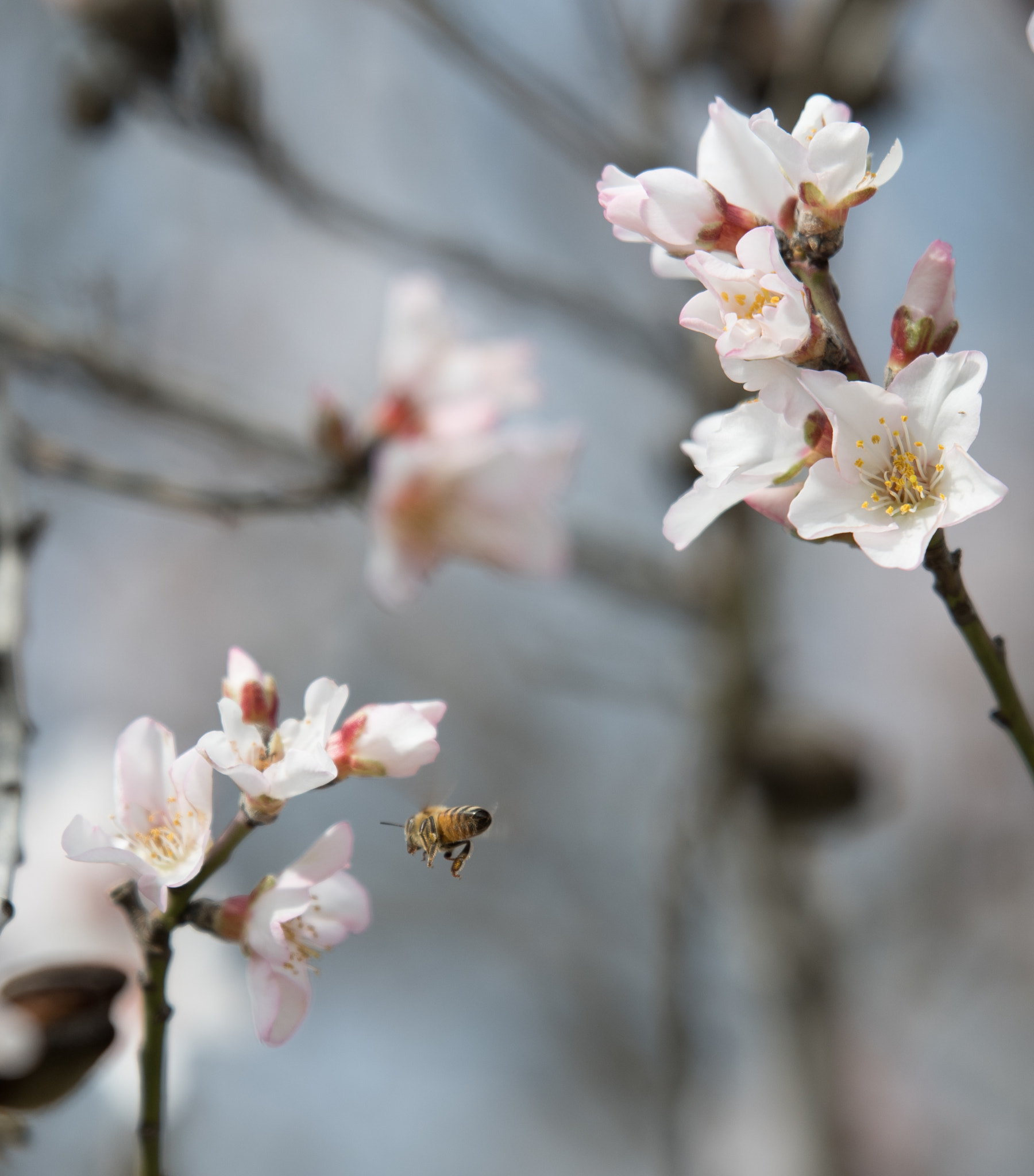 Nikon D500 + Tamron SP 70-200mm F2.8 Di VC USD sample photo. Almond tree photography